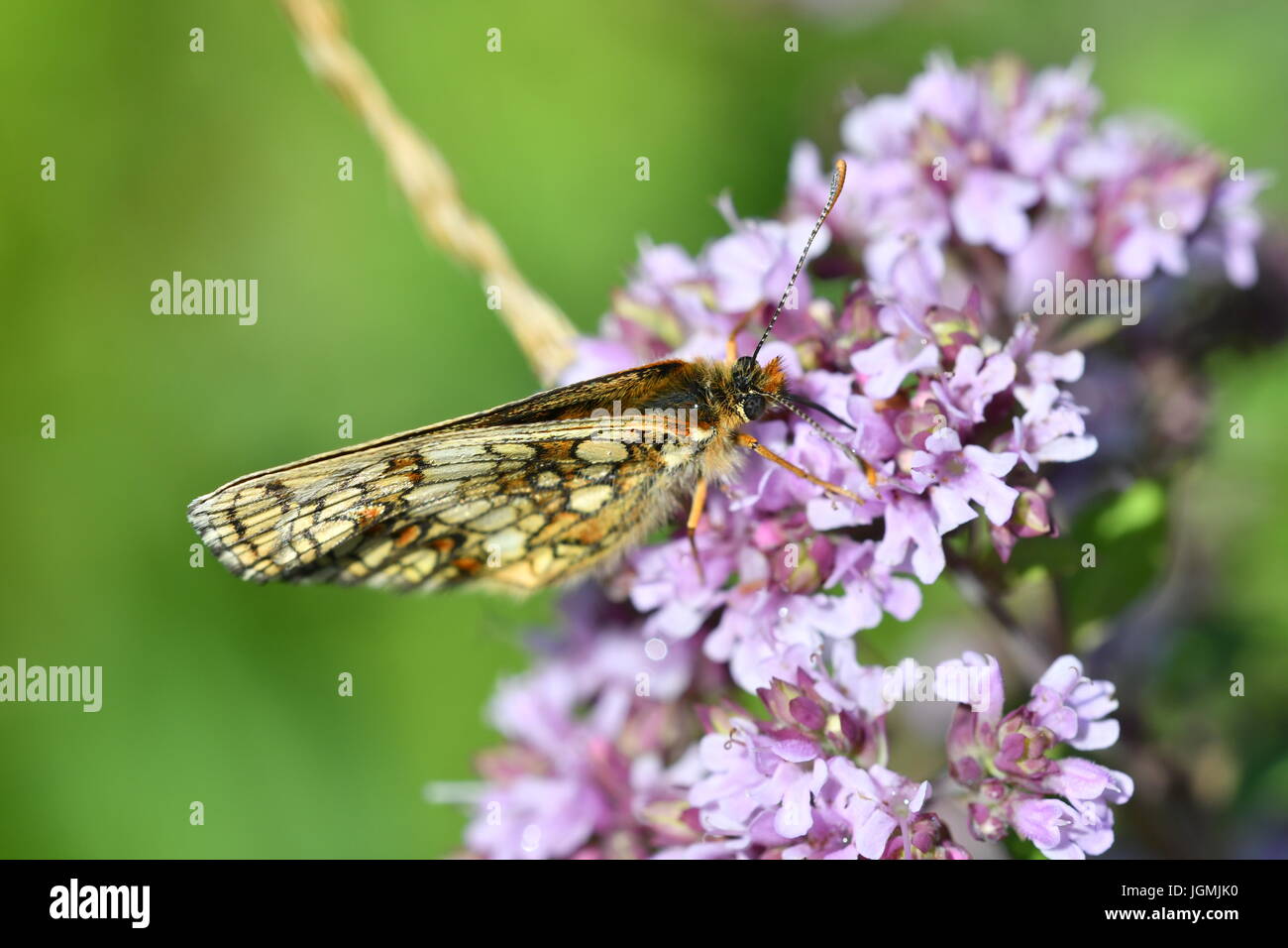 Makro-Detail-Schmetterling auf Blume Stockfoto