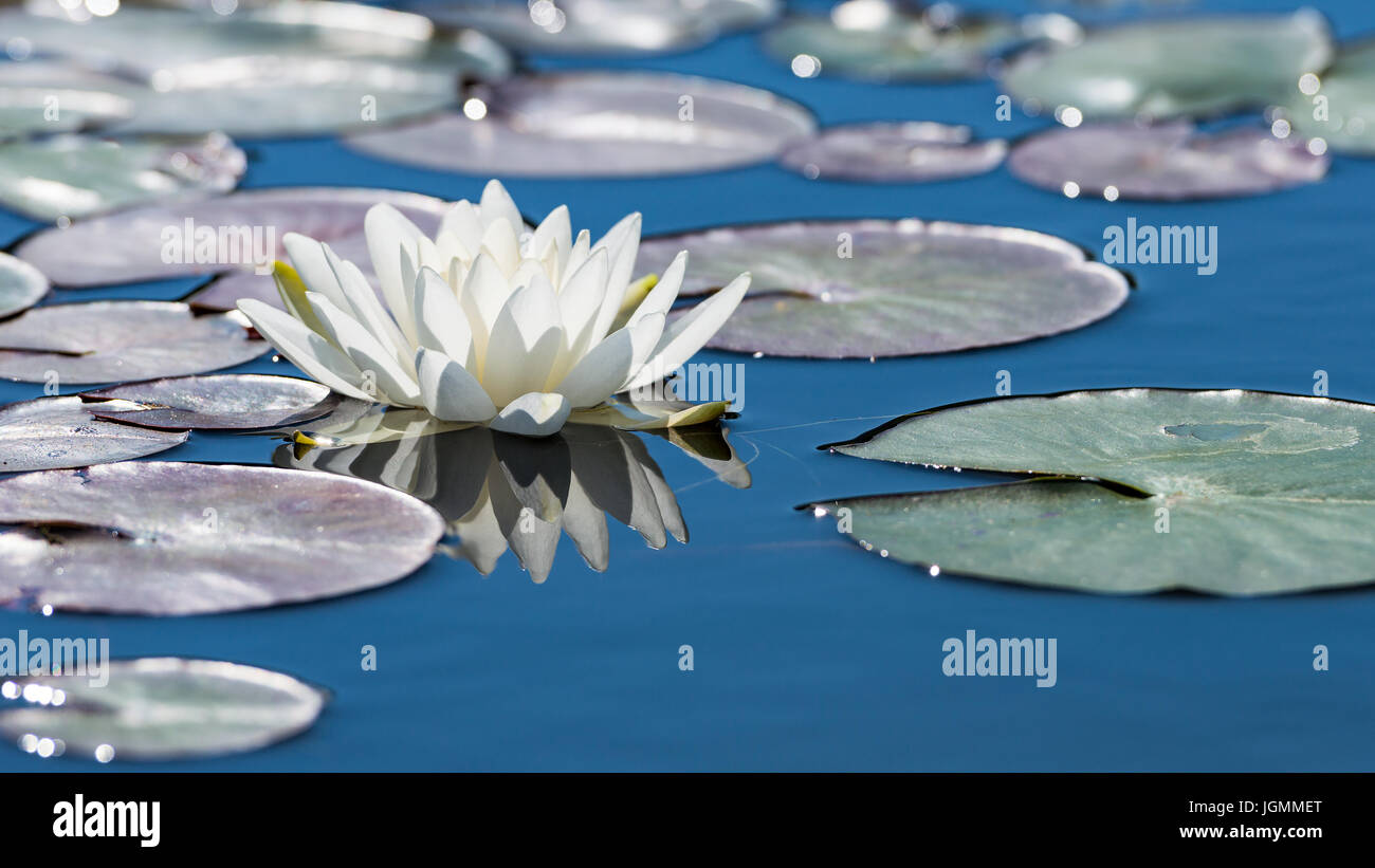 Weiße Lotusblüte auf blauen Teich Spiegelfläche. Straff und gefilterten im freien Fotoarchiv mit Reflexion. Stockfoto