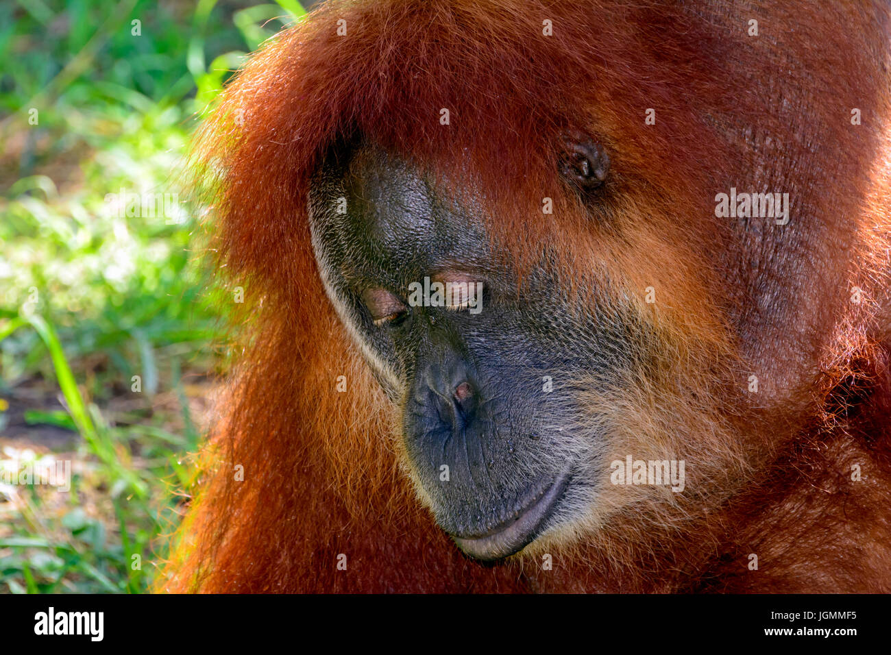 Orang-Utan, Orang Utan, Tiere oder Orang-Utang, asiatischen Menschenaffen in Indonesien und Malaysia, im Regenwald von Borneo und Sumatra heimisch. Lookin Stockfoto