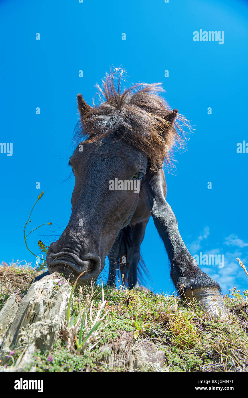 Dartmoor Ponys grasen. Stockfoto