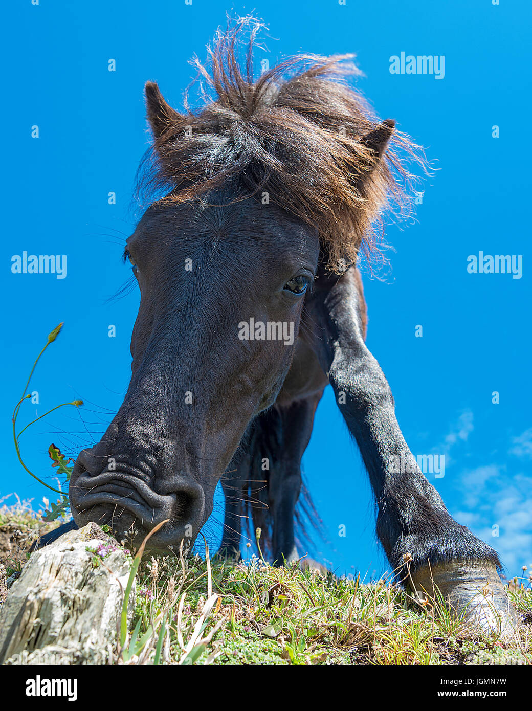 Dartmoor Ponys grasen. Stockfoto
