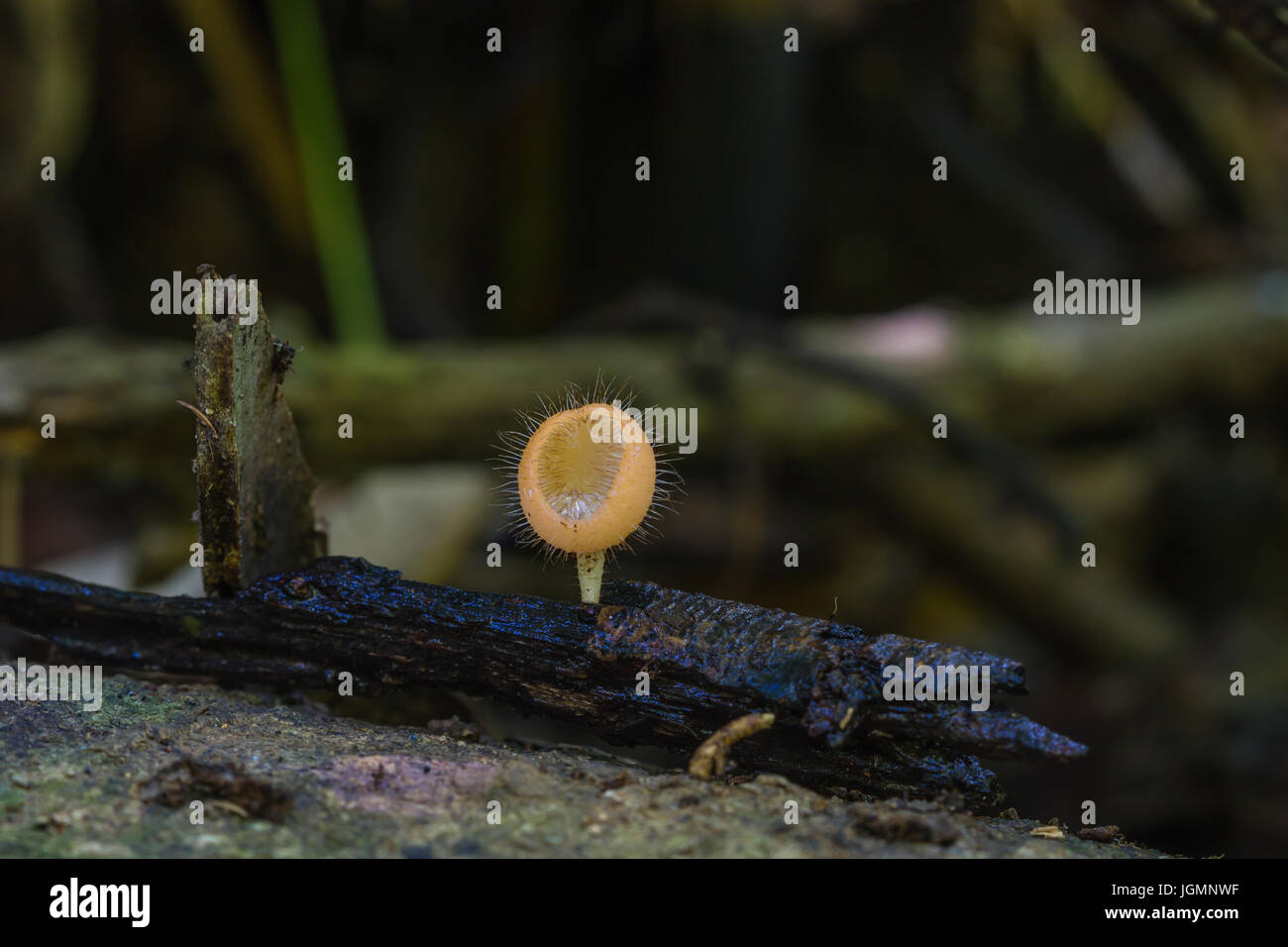 Rosa brennen in der Natur oder Pilzen Tassen hautnah. Pilz Stockfoto