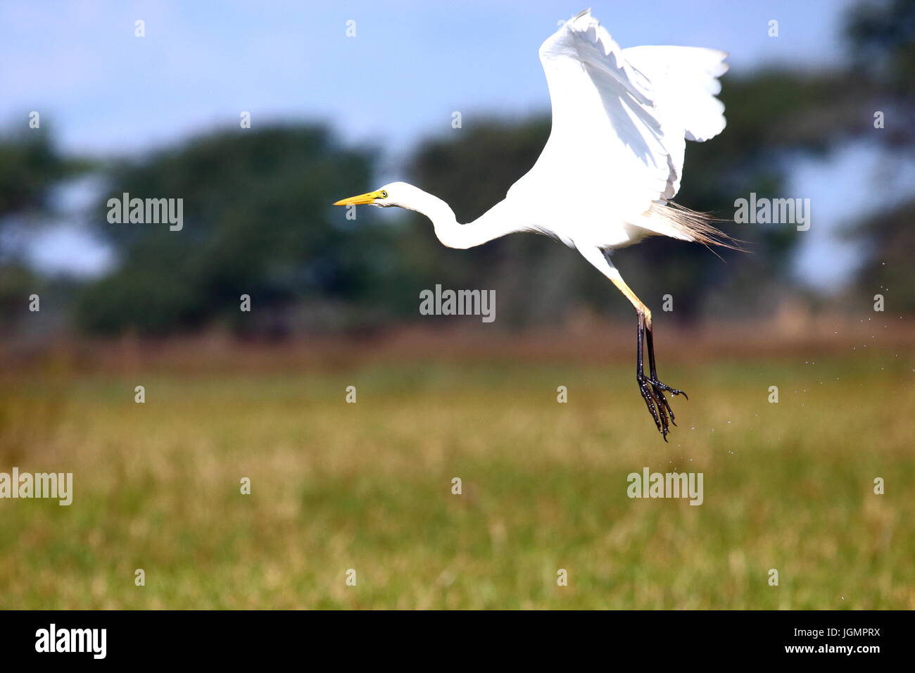 Silberreiher, Ardea Alba Lochinvar-Nationalpark, Sambia Stockfoto