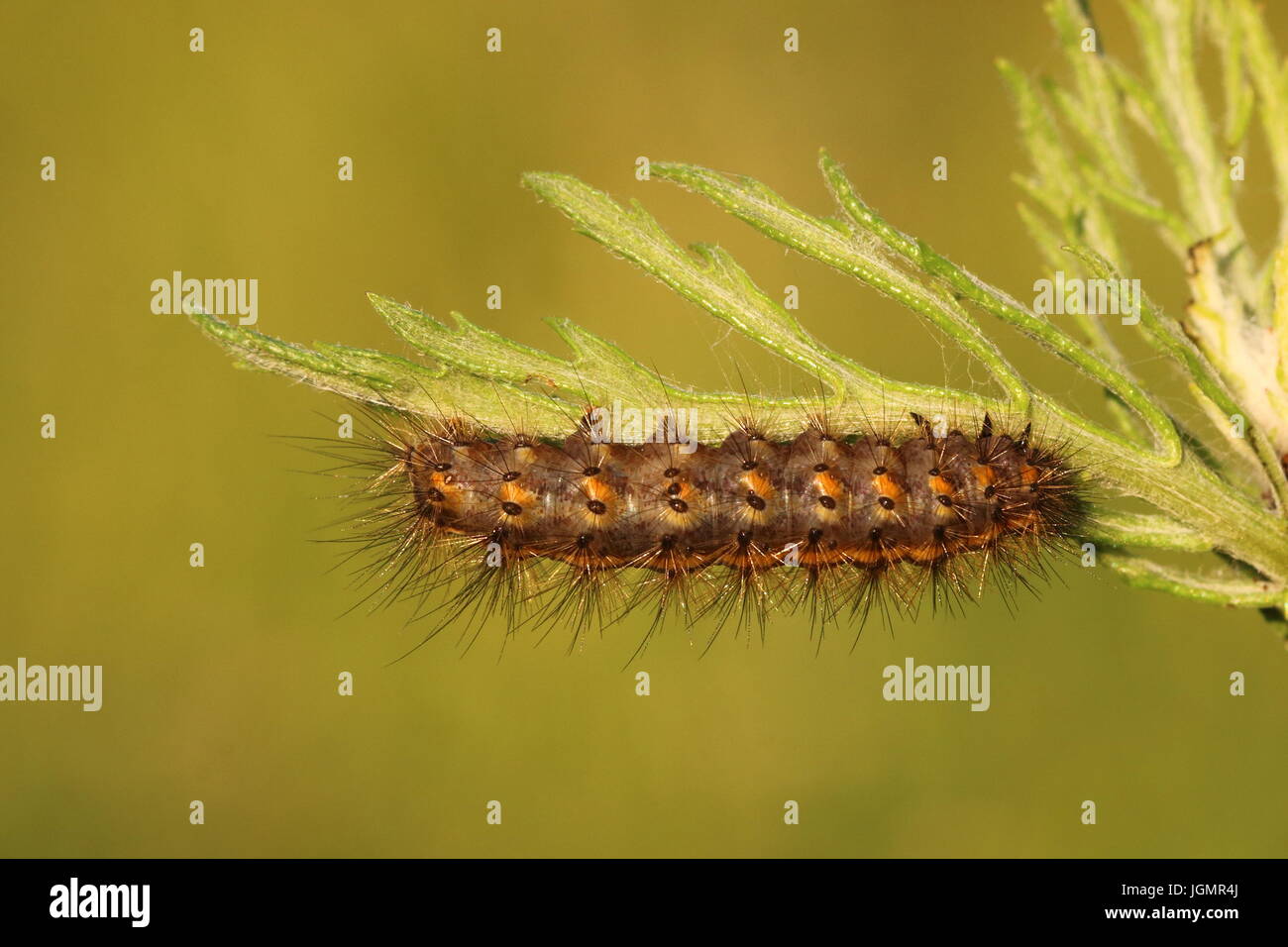 Weiße Hermelin Motte Larve Stockfoto