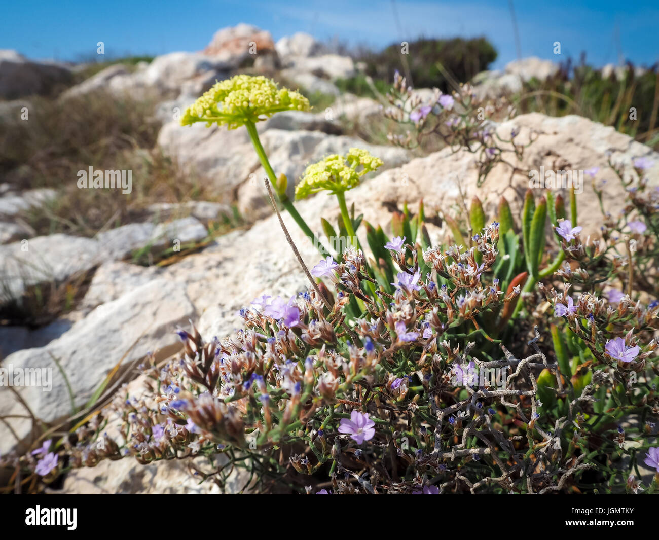 Kroatische Insel Flora, Kroatien, Sommer 2016 Stockfoto