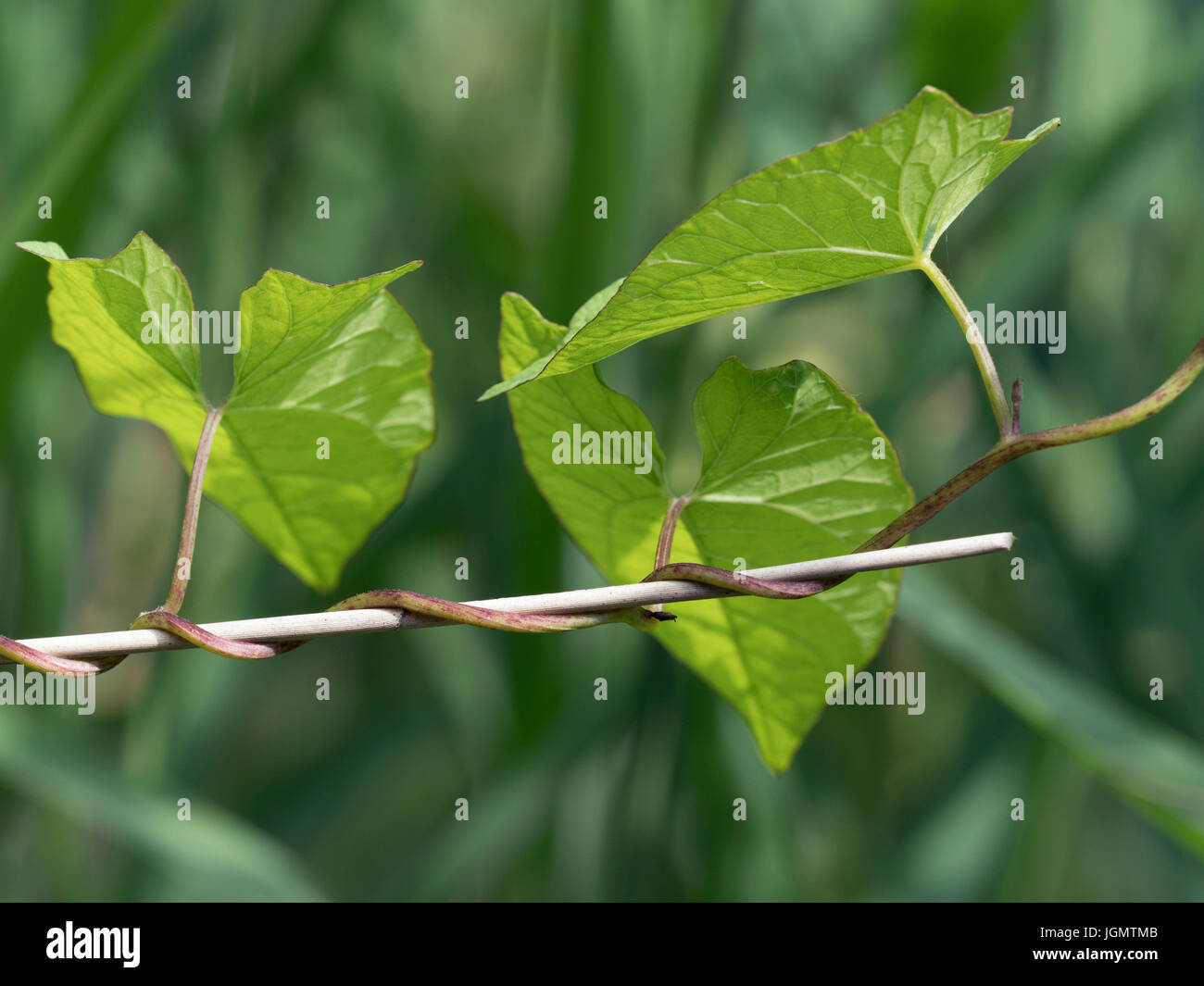 Hecke Ackerwinde oder Bellbind Calystegia Sepium Klettern Reed stammt Stockfoto