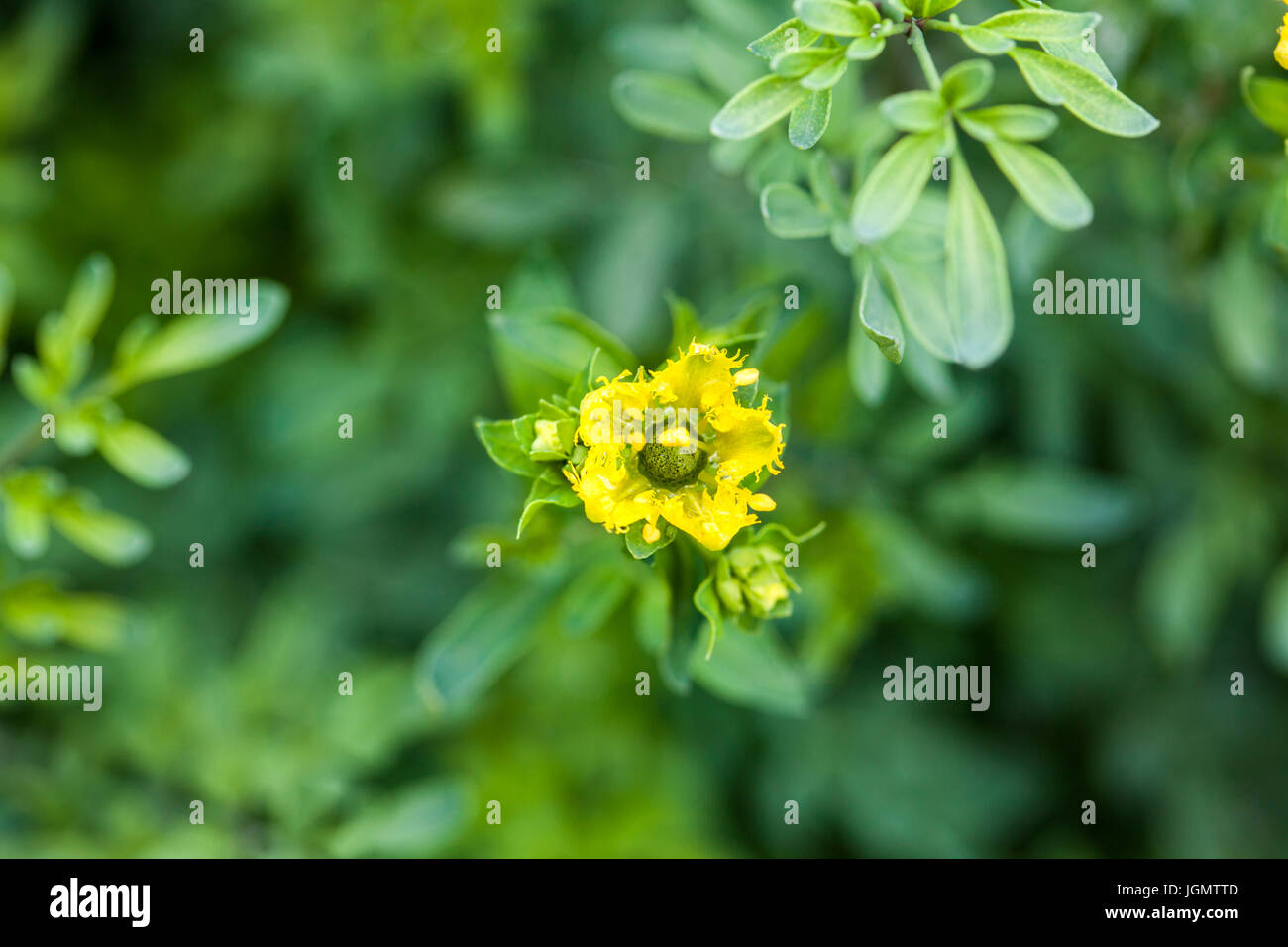 Nasse Pflanze und Blume der gemeinsamen Rue (Ruta Graveolens) Stockfoto