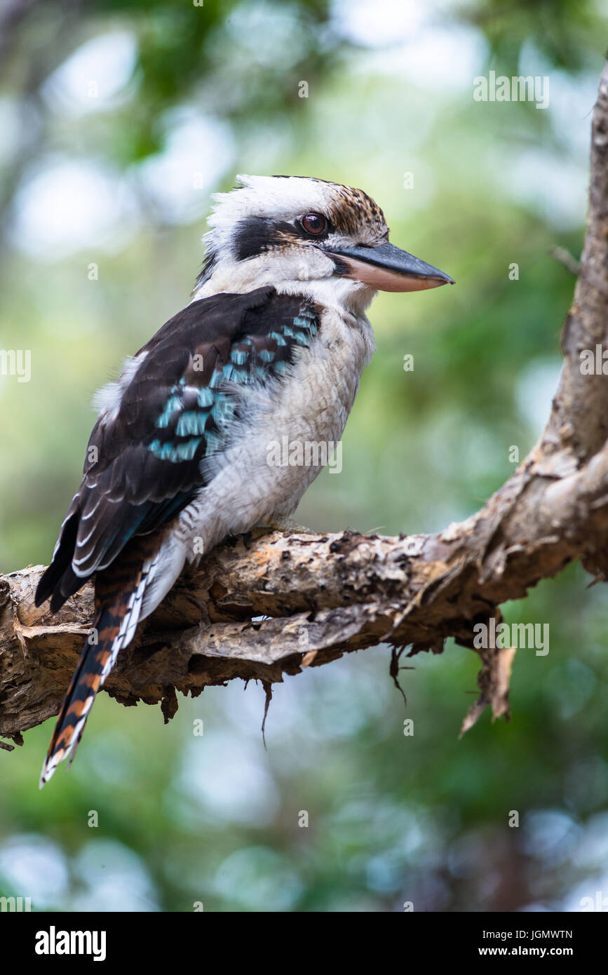 Kookaburra Fotos und Bildmaterial in hoher Auflösung Alamy