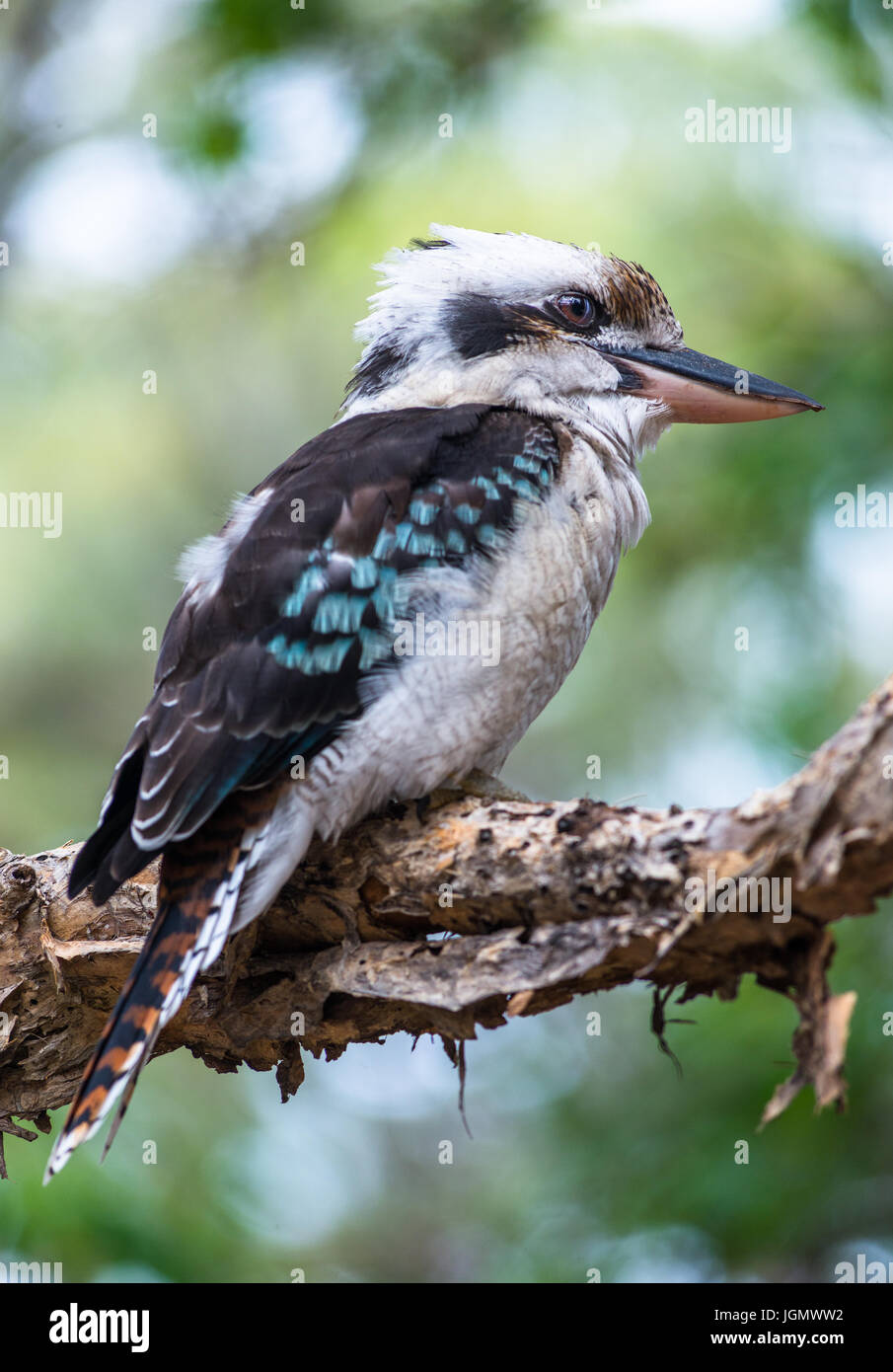 Blue-winged Kookaburra gesehen auf Fraser Island, Queensland, Australien. Stockfoto