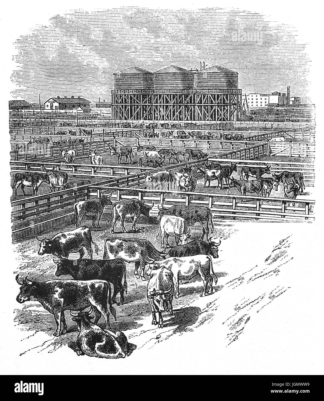 1879: Rinder in den Schlachthöfen von Chicago, Illinois, Vereinigte Staaten von Amerika Stockfoto