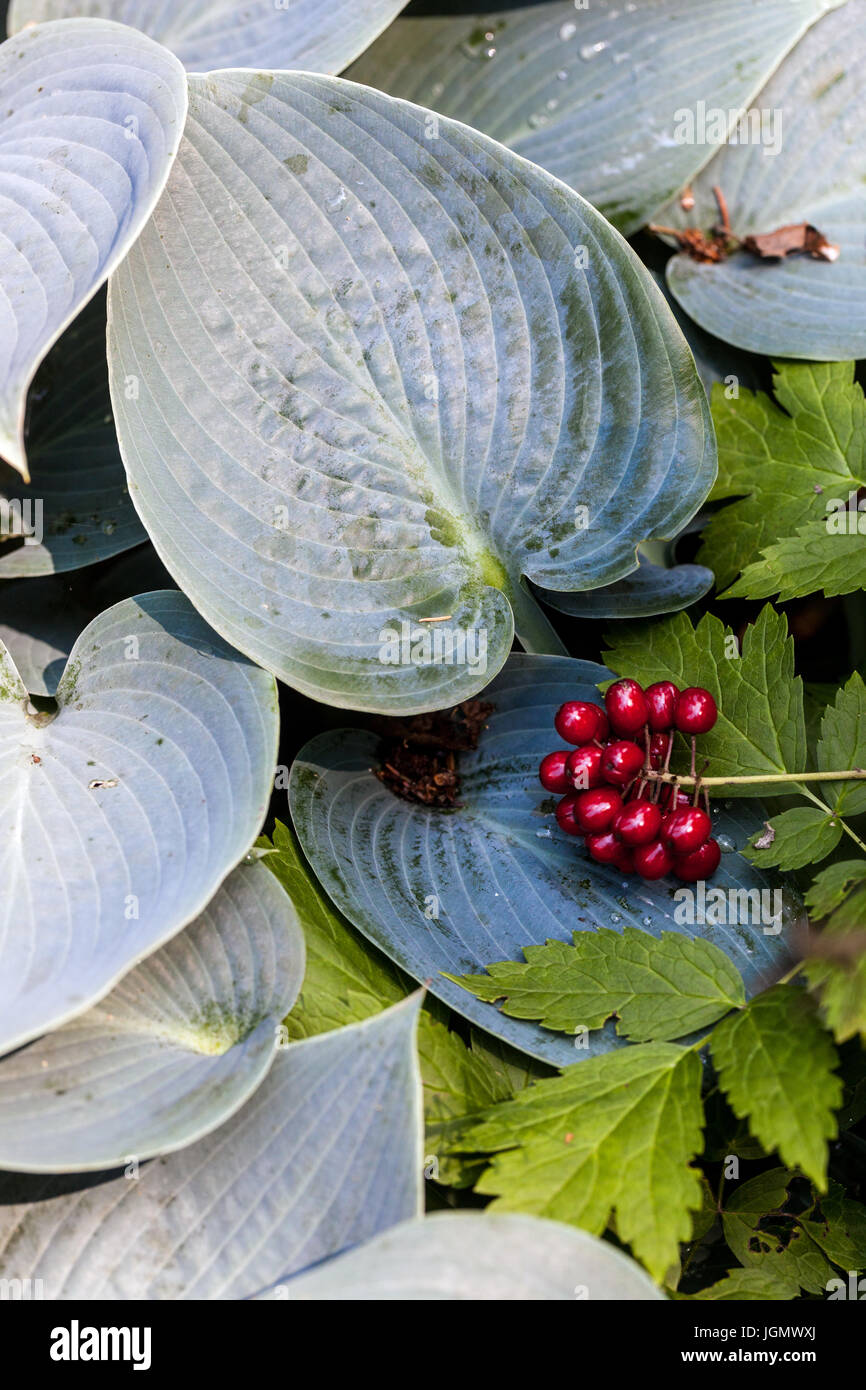 Actaea rubra giftige Beeren auf Hosta Halcyon Stockfoto