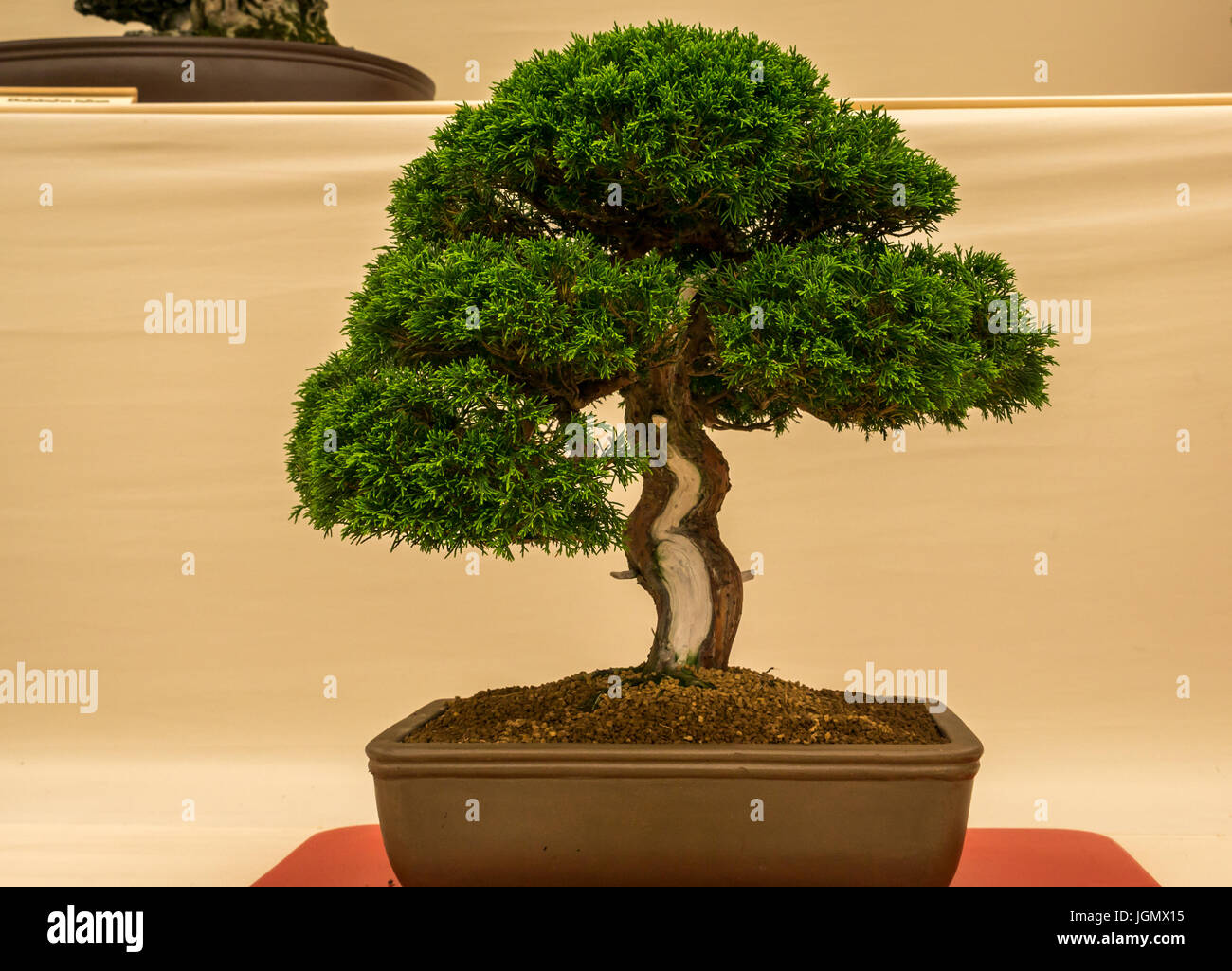 Evergreen Tannenbaum Bonsai Display, RHS Flower Show, UK Stockfotografie -  Alamy