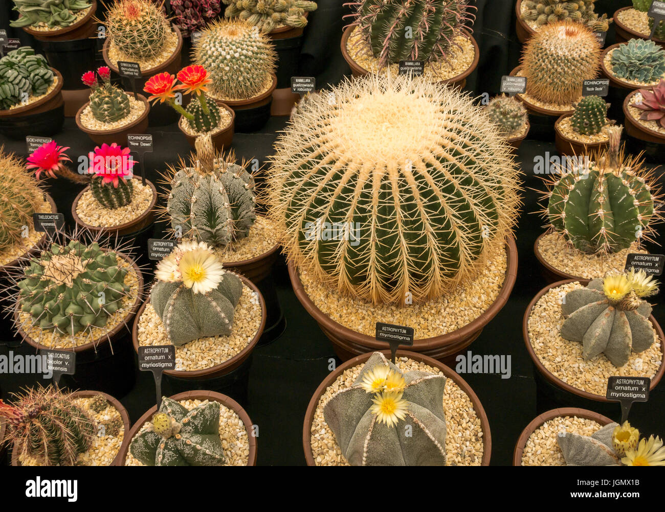 Blühende Kaktusarten mit Ziegenhornkaktus und Kugelkaktus auf der RHS Flower Show, England, UK Stockfoto