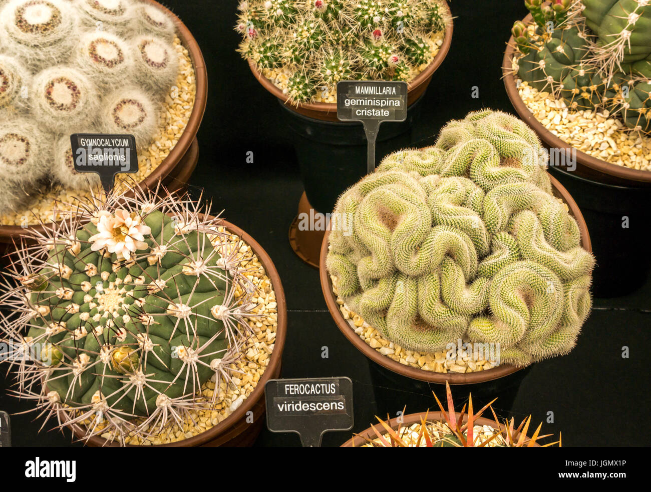 Mammillaria geminispina cristate Cactus und Gymnocalycium saglionis Kaktus Display, RHS Flower Show, UK Stockfoto
