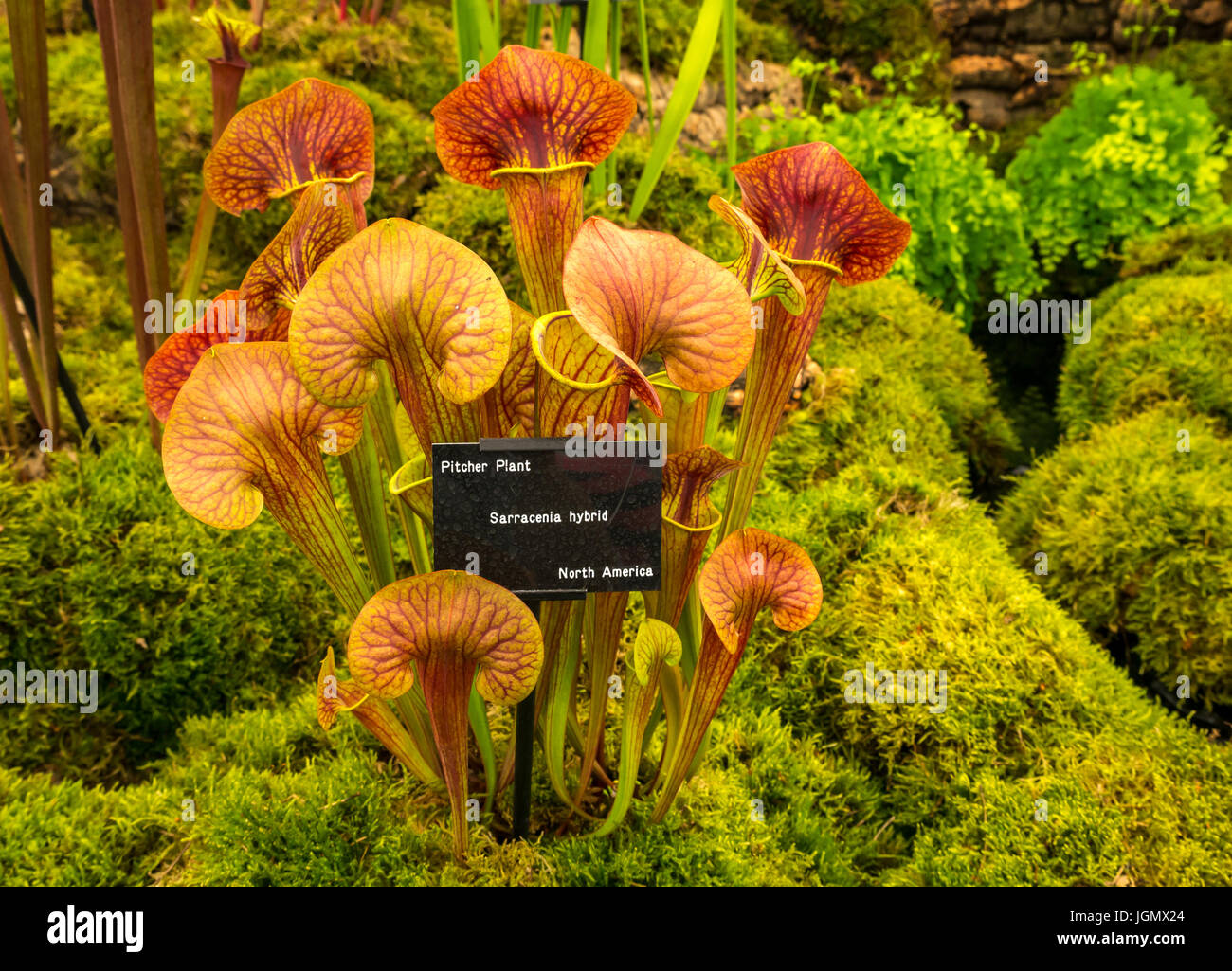 Nahaufnahme von fleischfressenden tropischen Trompetenkrug Pflanzen, Sarracenia Hybrid Stockfoto