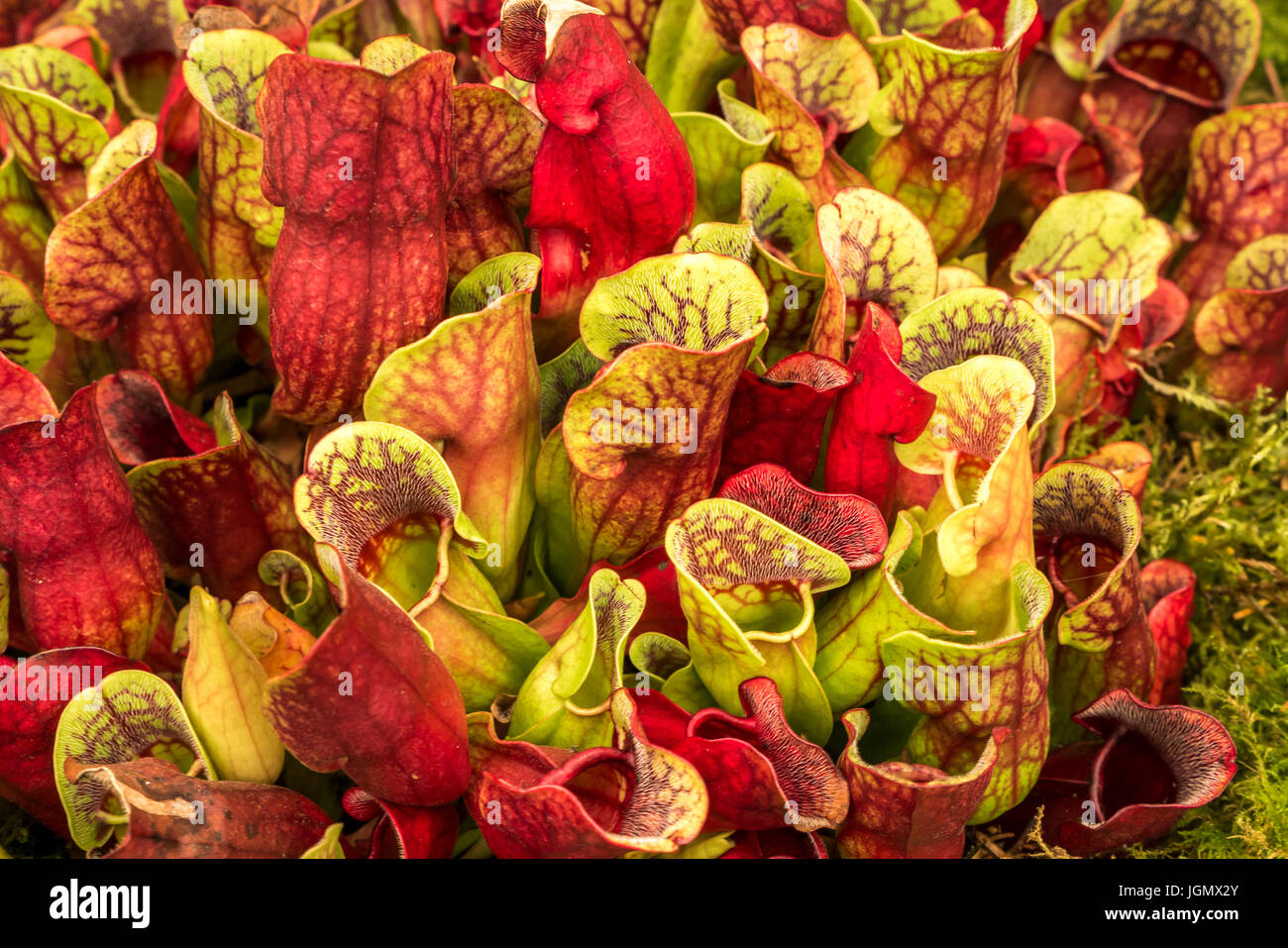 Nahaufnahme von fleischfressenden Sarracenia purpurea tropischen Kannenpflanzen oder Schildkrötensocken oder nördlicher Kannenpflanze, Nepenthes oder Affenbecher Stockfoto