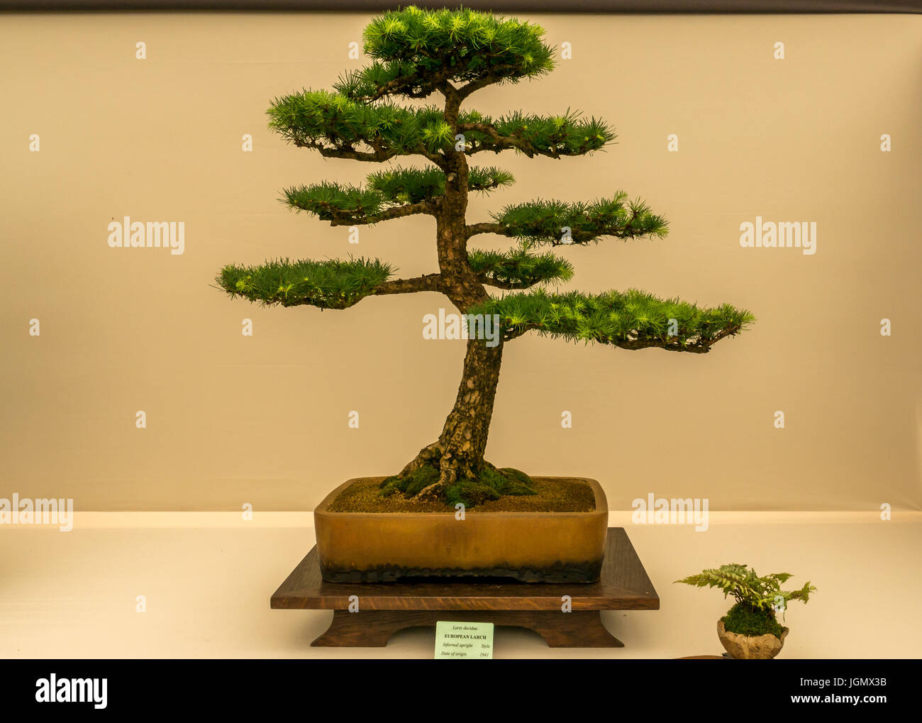 Europäische Lärche, Larix decidua, Bonsai Baum Display auf RHS Flower Show, England, UK Stockfoto