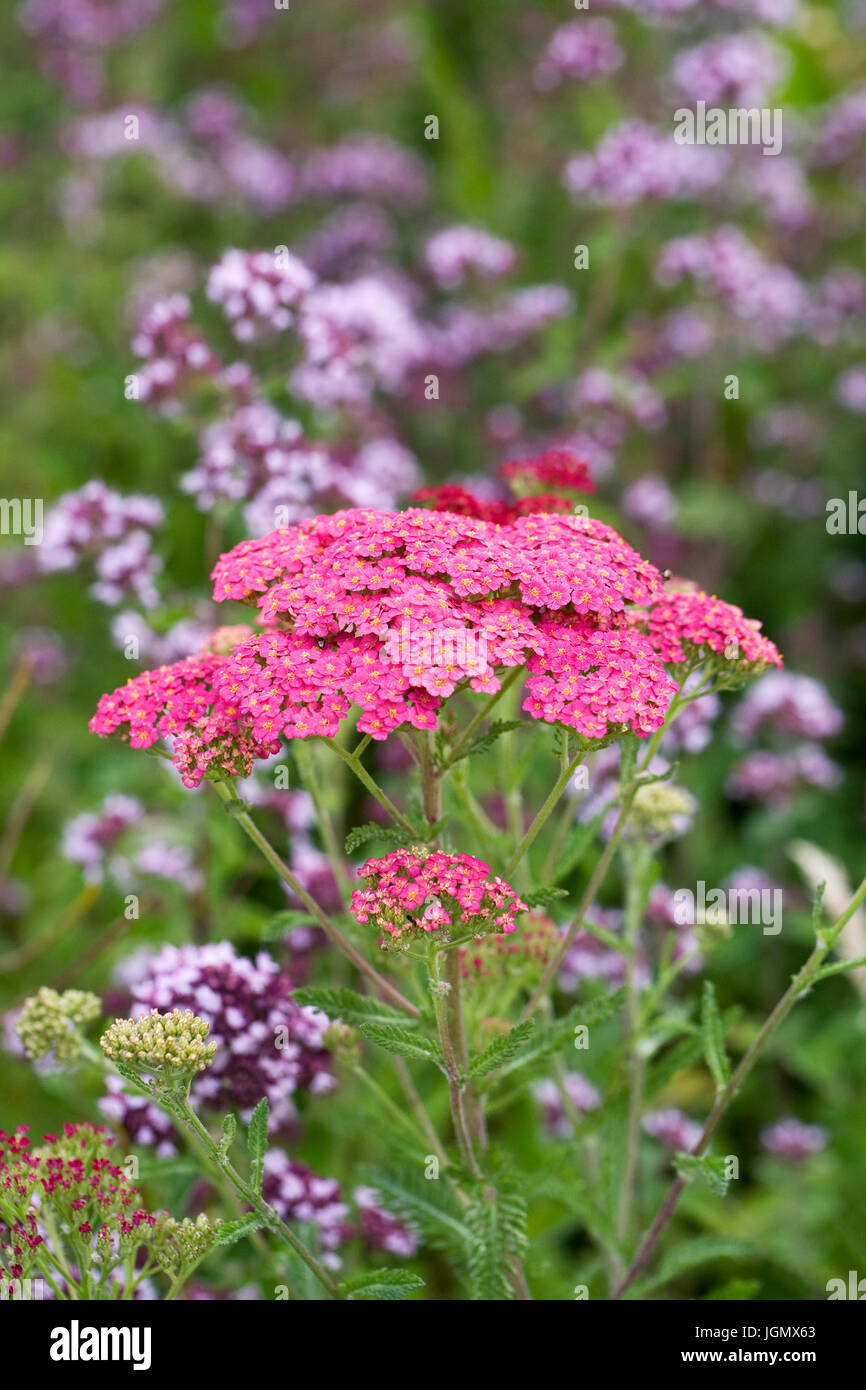 Achillea Millefolium und Thymian Blüte in eine krautige Grenze