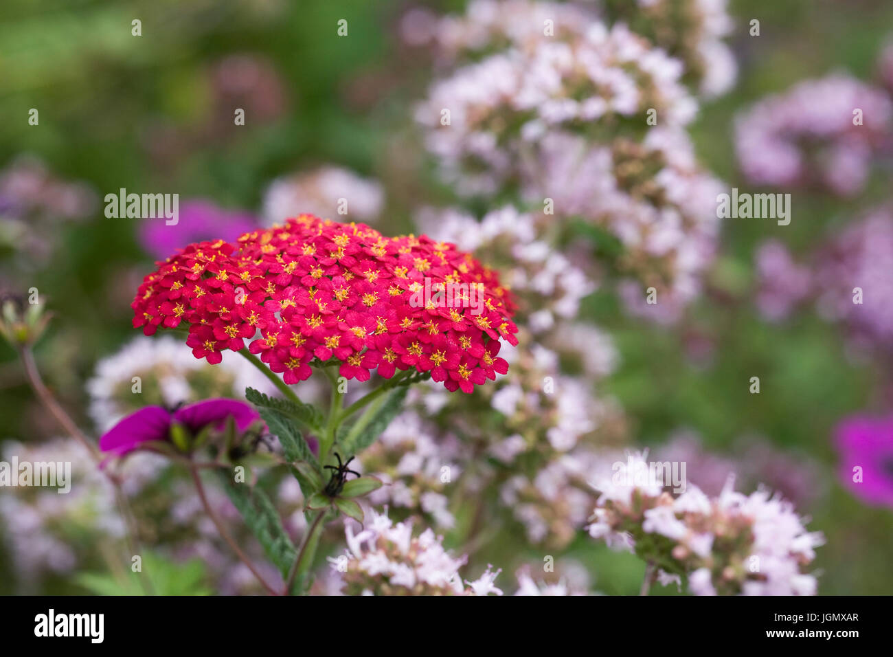 Achillea Millefolium und Thymian Blüte in eine krautige Grenze