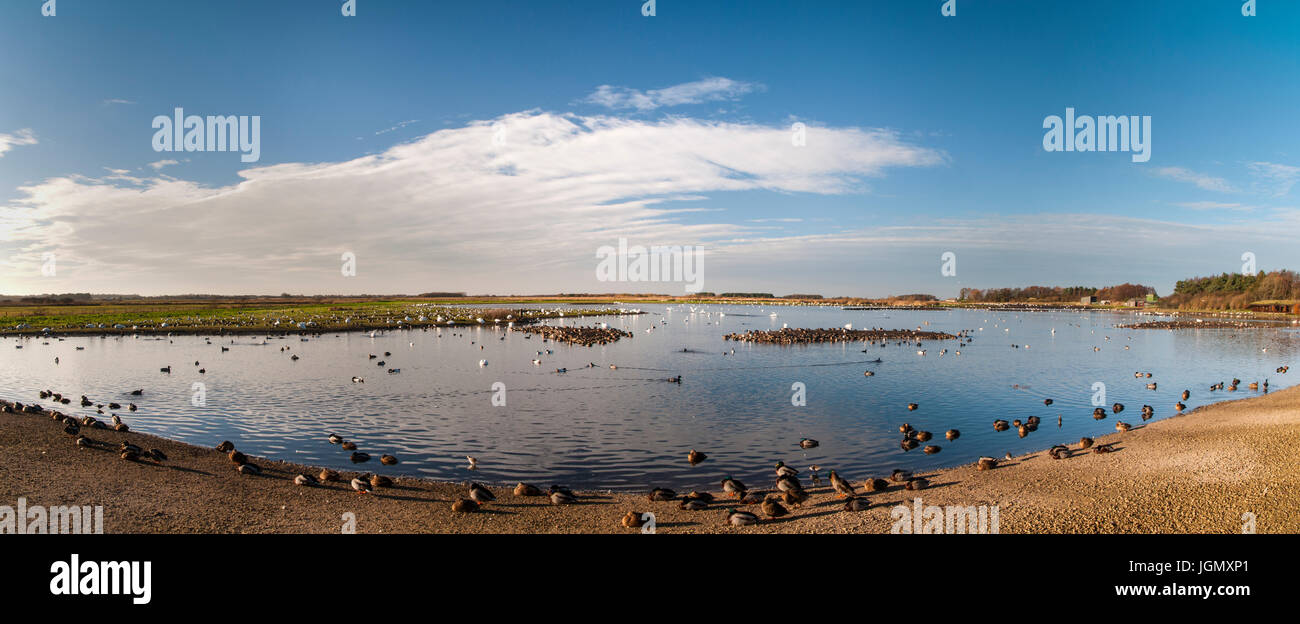 Ein Blick auf dem Hauptsee besetzt mit Schwänen, Gänsen, Enten und Limikolen der Wildfowl und Feuchtgebiete Vertrauen Martin Mere reservieren in Lancashire. November. Stockfoto