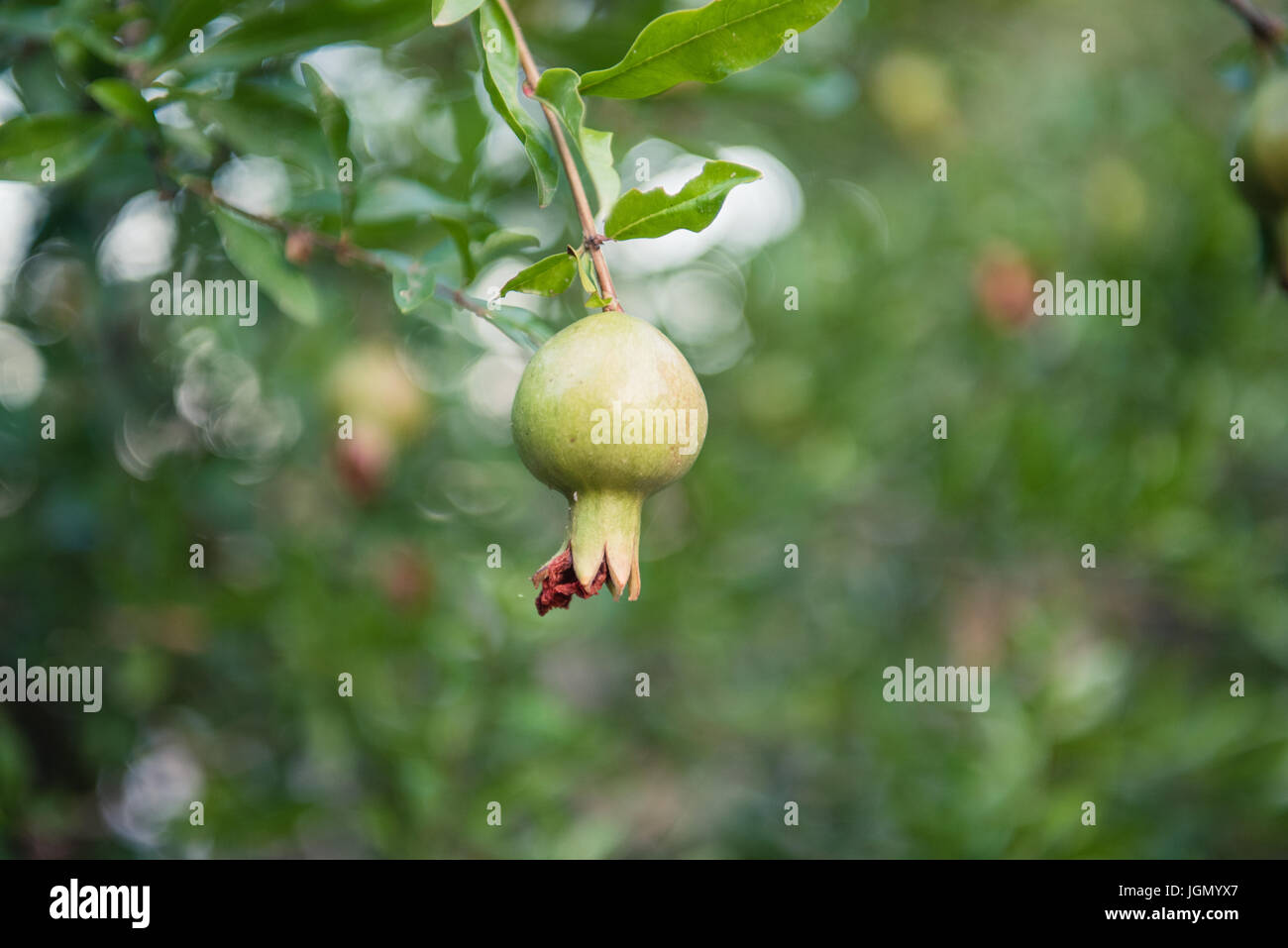 Nahaufnahme von unreifen Granatapfel-Frucht auf Ast mit grünen Blättern selektiven Fokus Stockfoto