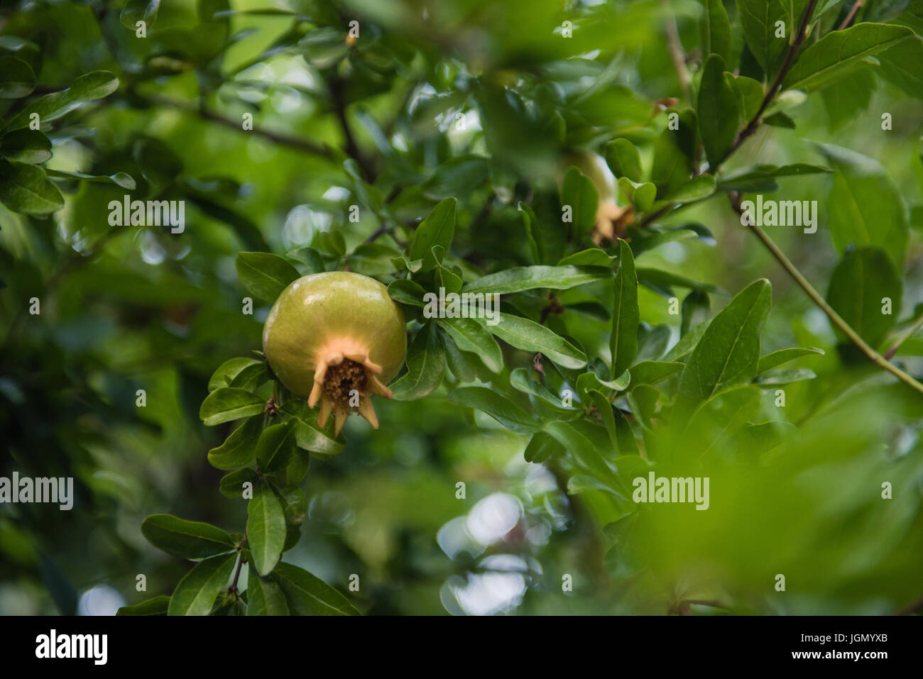 Nahaufnahme von unreifen Granatapfel-Frucht auf Ast mit grünen Blättern selektiven Fokus Stockfoto