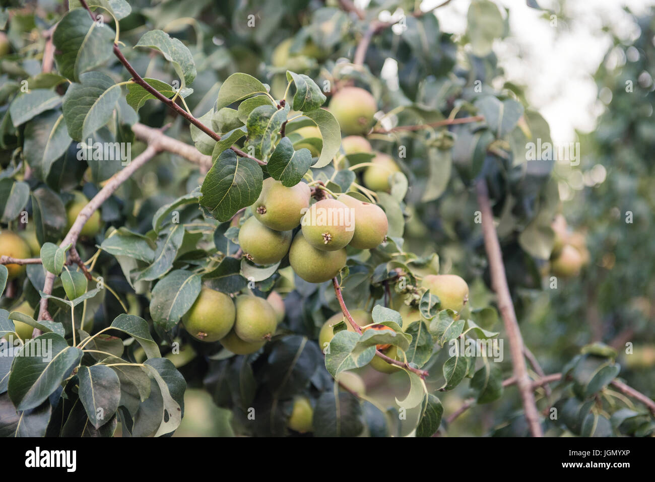 Viele unreife Birne Früchte am Ast mit grünen Blättern, selektiven Fokus Stockfoto