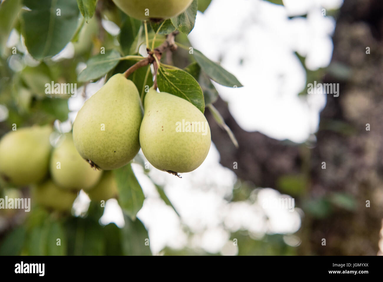 Viele unreife Birne Früchte am Ast mit grünen Blättern, selektiven Fokus Stockfoto