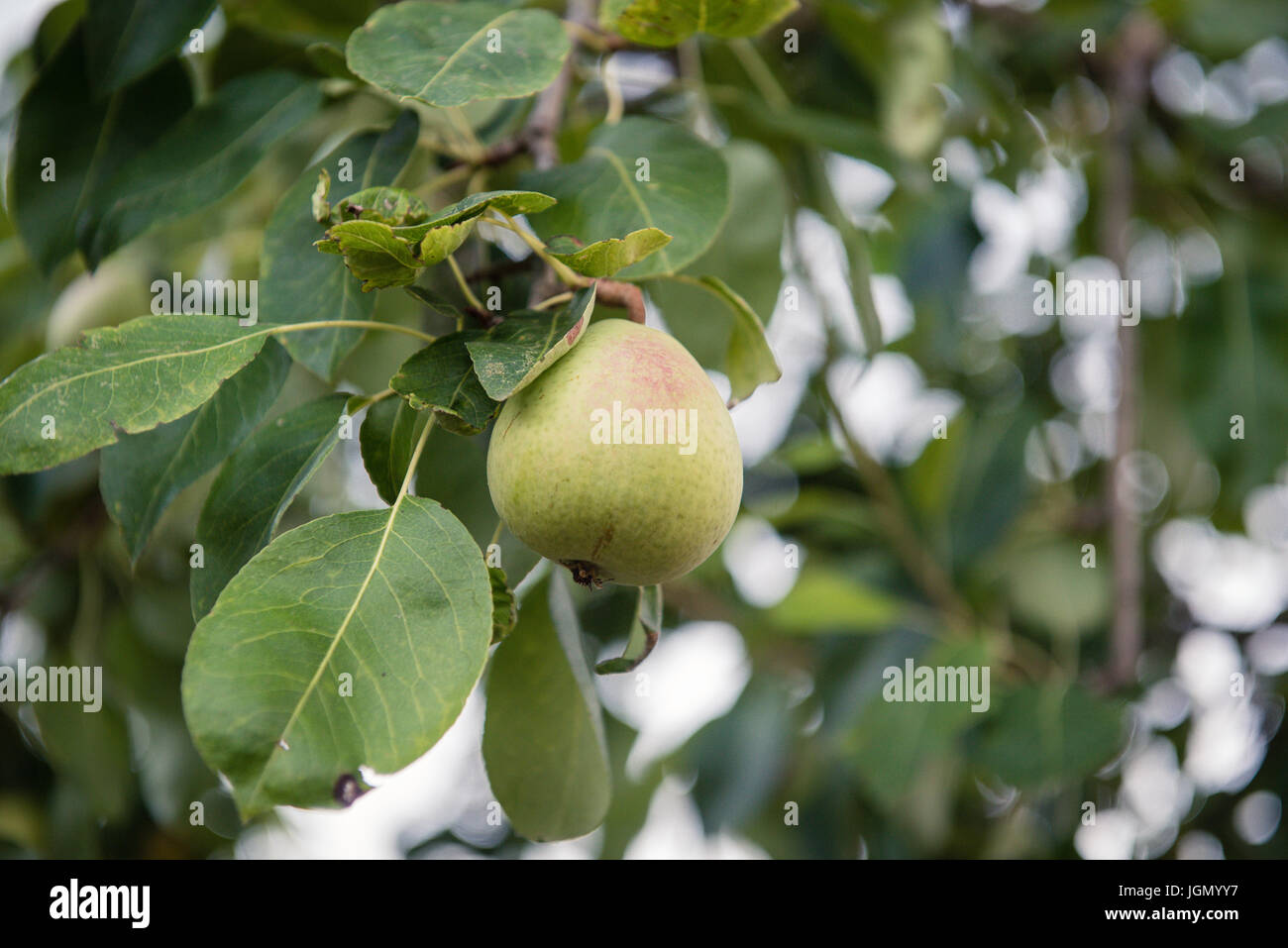 Unreife Birnenfrucht auf Ast mit grünen Blättern, selektiven Fokus Stockfoto