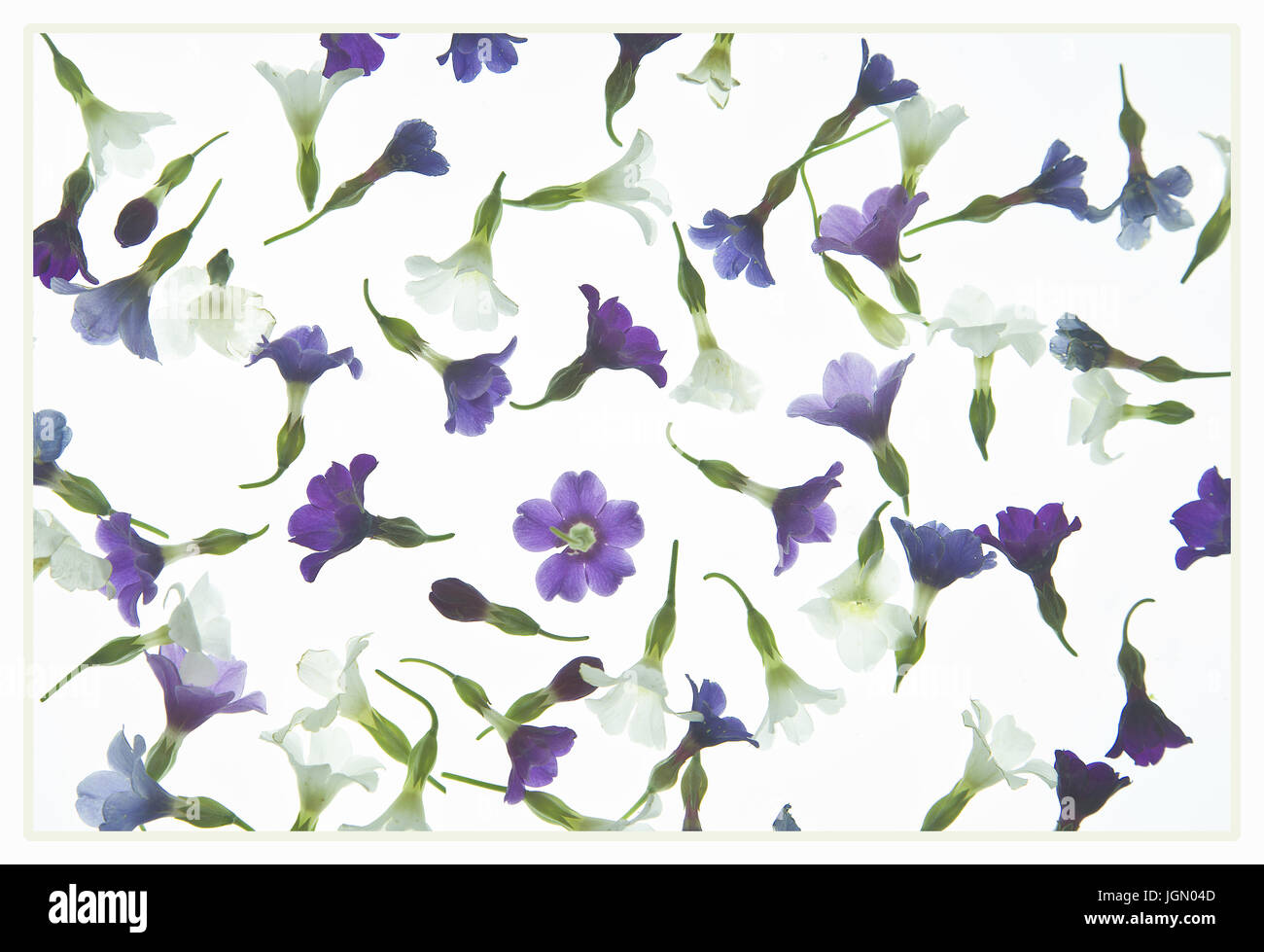 Blossom-Time.  Eine abstrakte Anordnung der einzelnen Blüten von Primula Alpicola verstreut nach dem Zufallsprinzip auf einem weißen Hintergrund. Stockfoto
