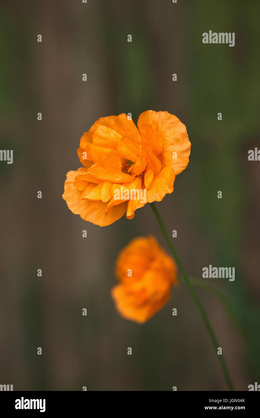 Doppelte Orange Mohn Stockfoto