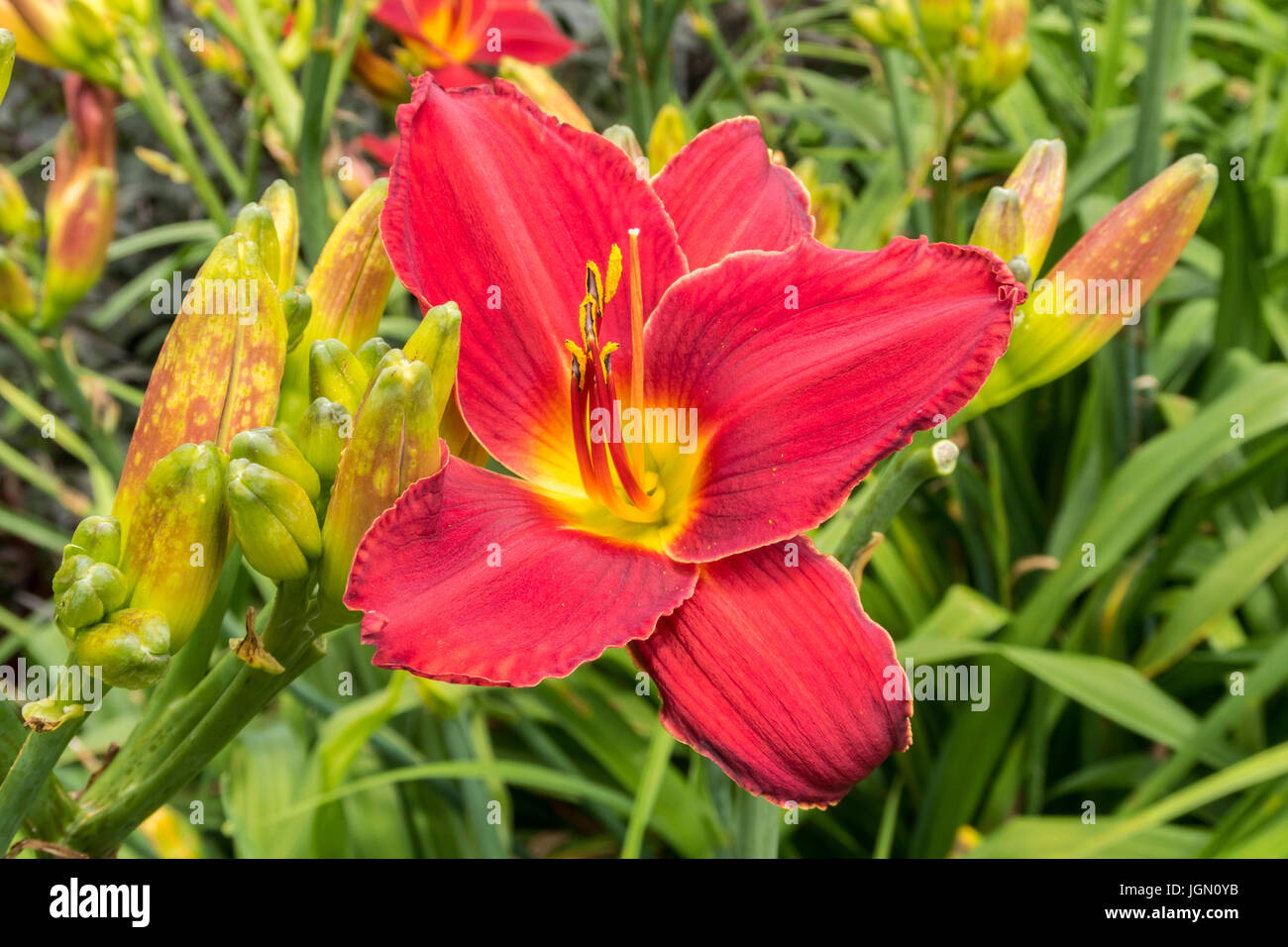 Eiche, Taglilie Hemerocallis scarlet Stockfoto