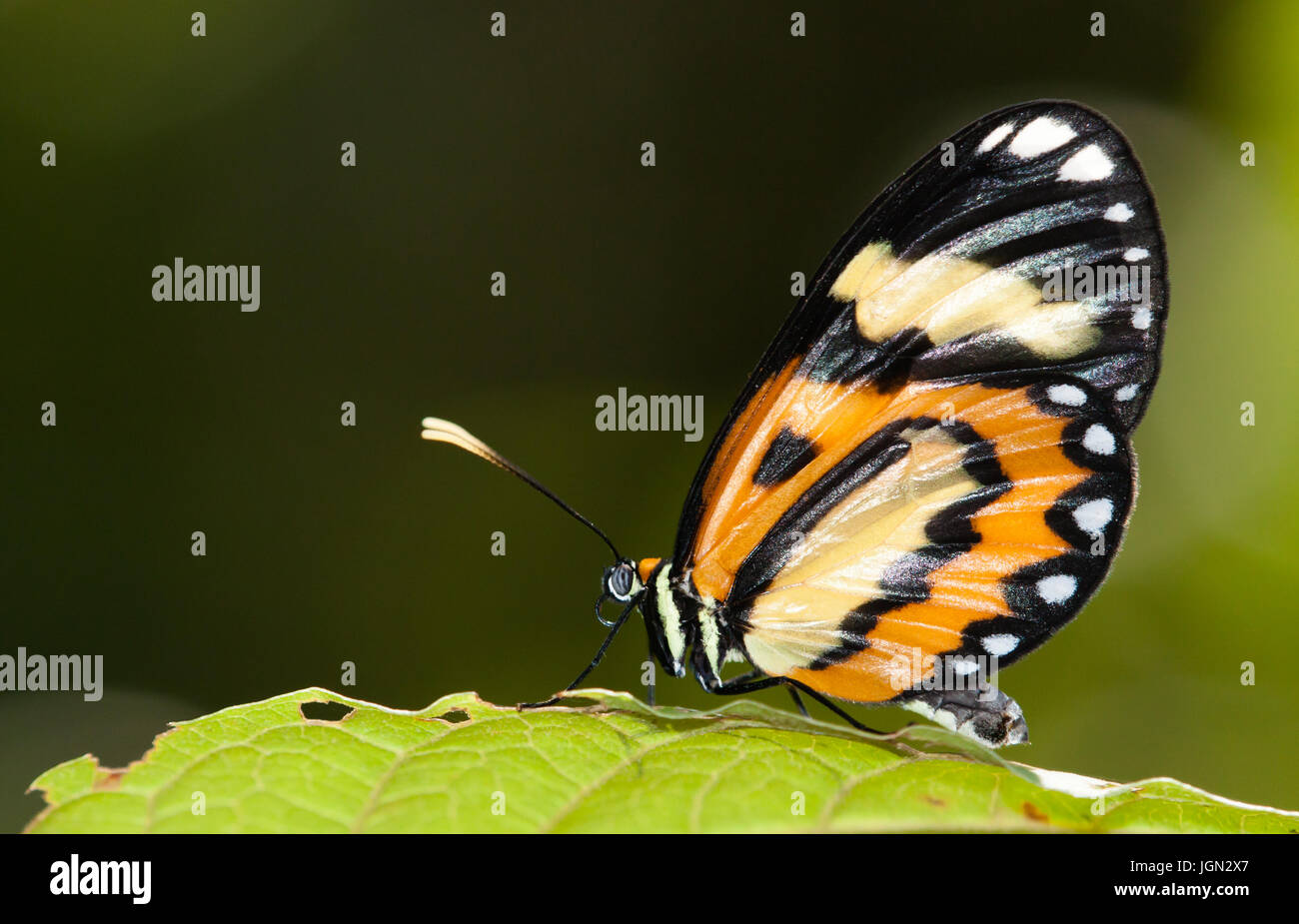 Schmetterling auf einem Blatt Makroaufnahme gegen dunkelgrünen Hintergrund Stockfoto