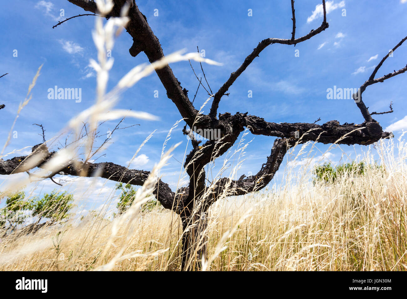 Mangel an Wasser und wenig Niederschlag. Toter Baum in Pfirsich-Baum-Obstgarten, Südmähren, Tschechische Republik, Europa Auswirkungen des Klimawandels Stockfoto