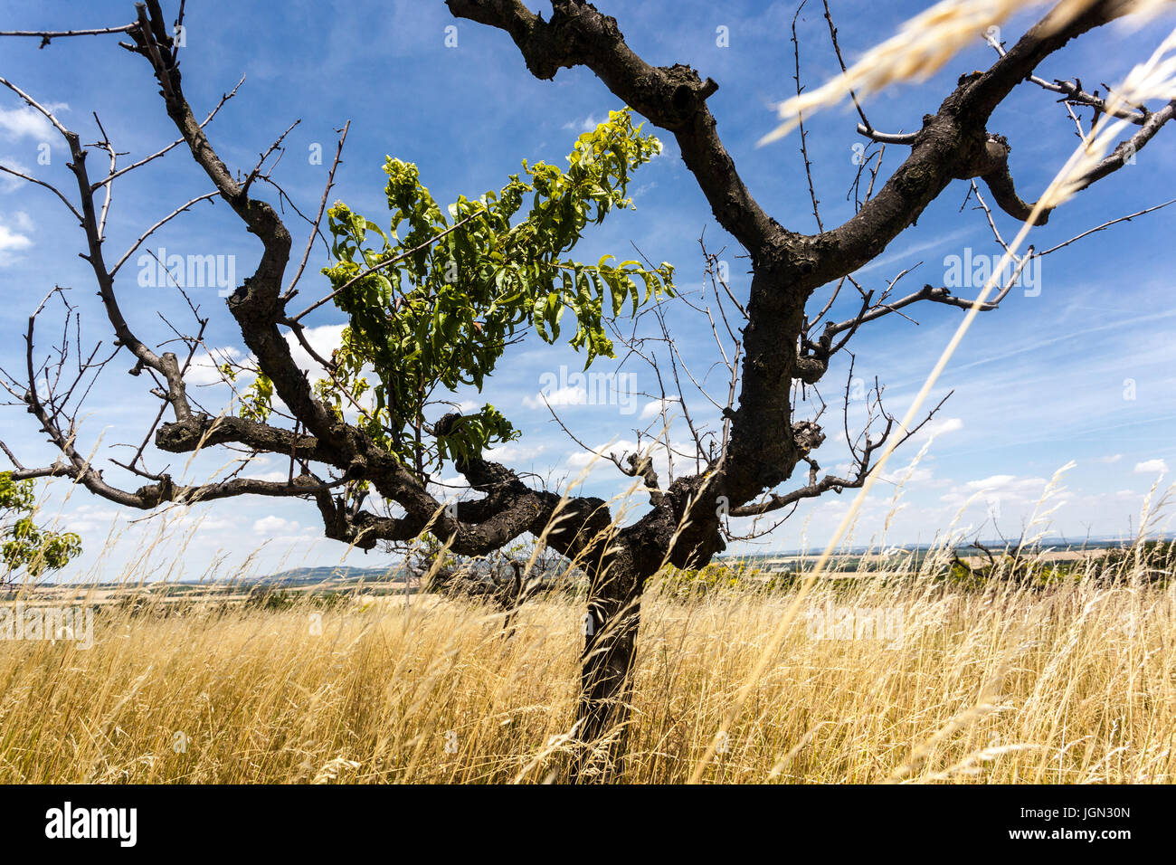 Mangel an Wasser und wenig Niederschlag. Toter Baum in Pfirsich-Baum-Obstgarten, Südmähren, Tschechische Republik, Europa ändern Klimaauswirkungen Stockfoto