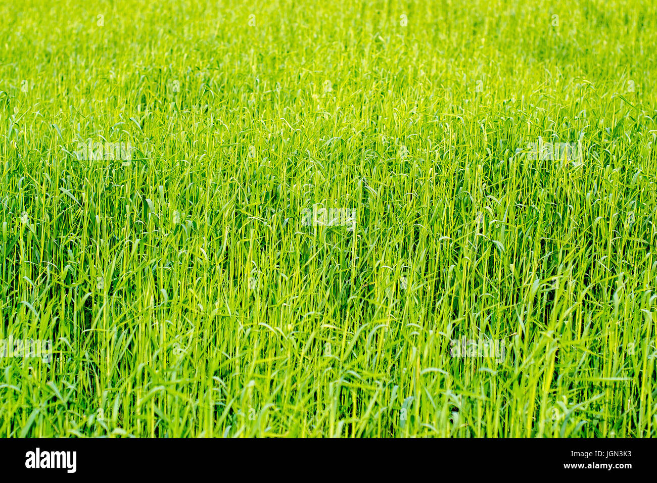 Grüne Felder von Roggen Stockfoto