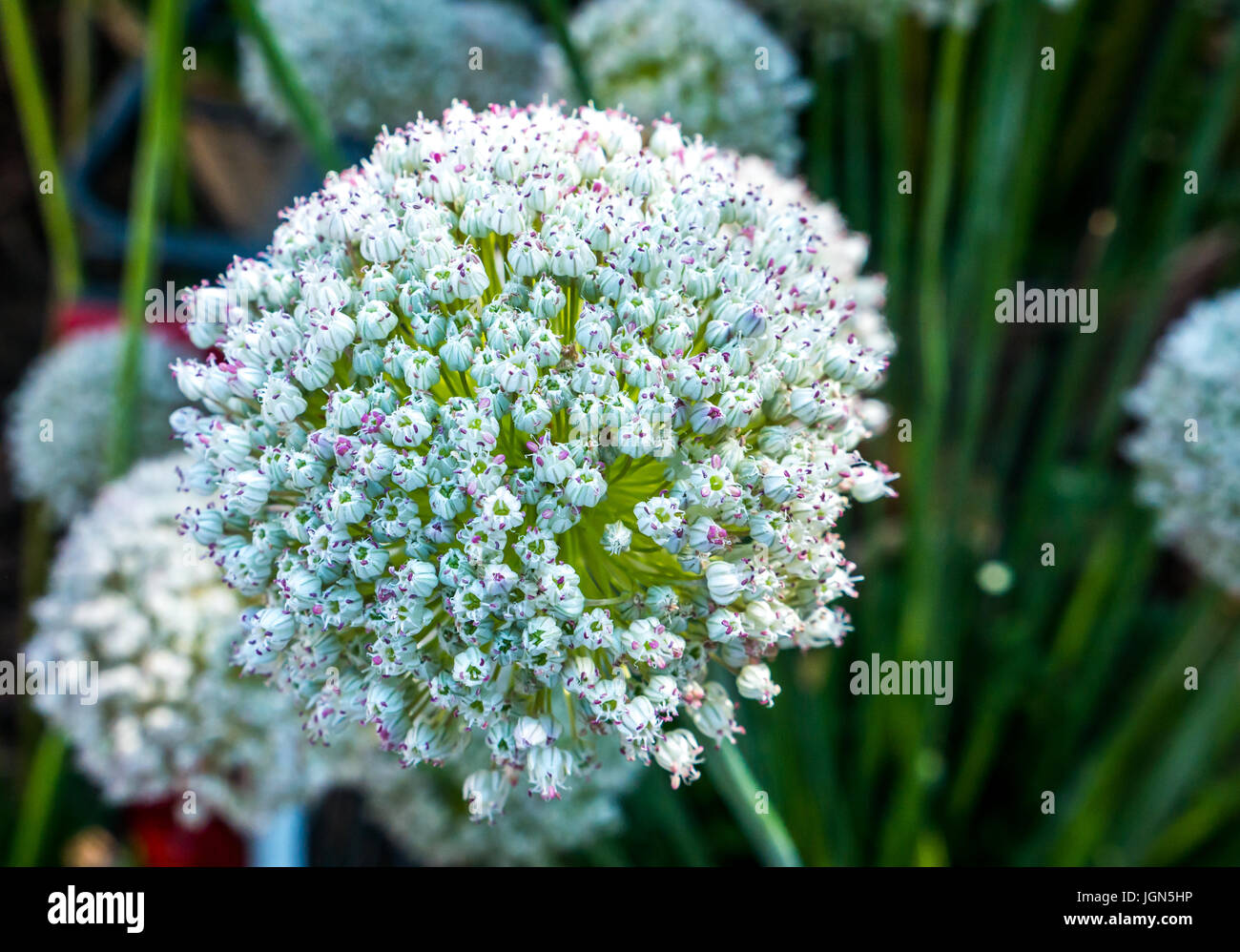 Nahaufnahme von Allium ampeloprasum, wilder Lauch Stockfoto