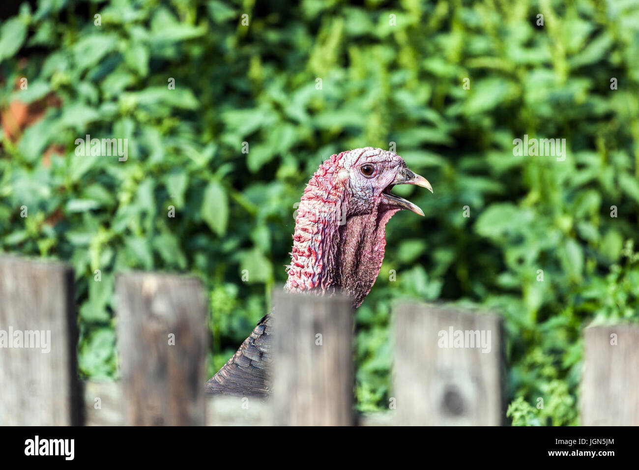 Türkei Vogel in der Geflügel-yard Stockfoto