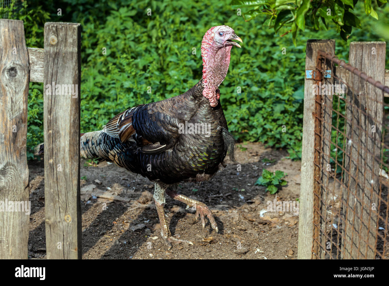 Türkei Vogel in der Geflügel-yard Stockfoto