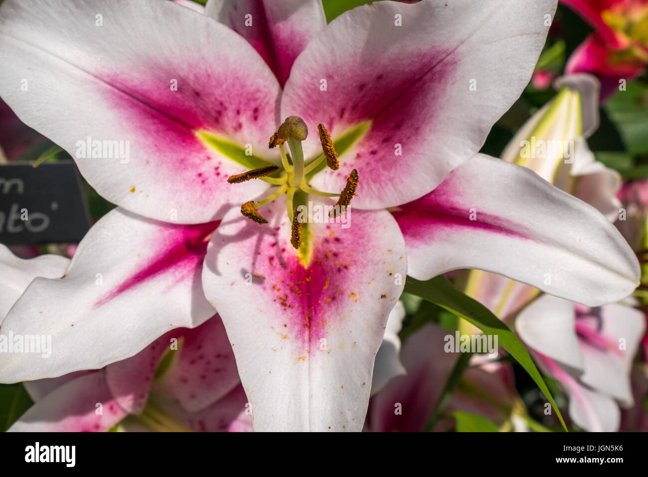 Nahaufnahme von rosa und weißen Lilie, Lilium suncinto, in Sonnenschein Stockfoto