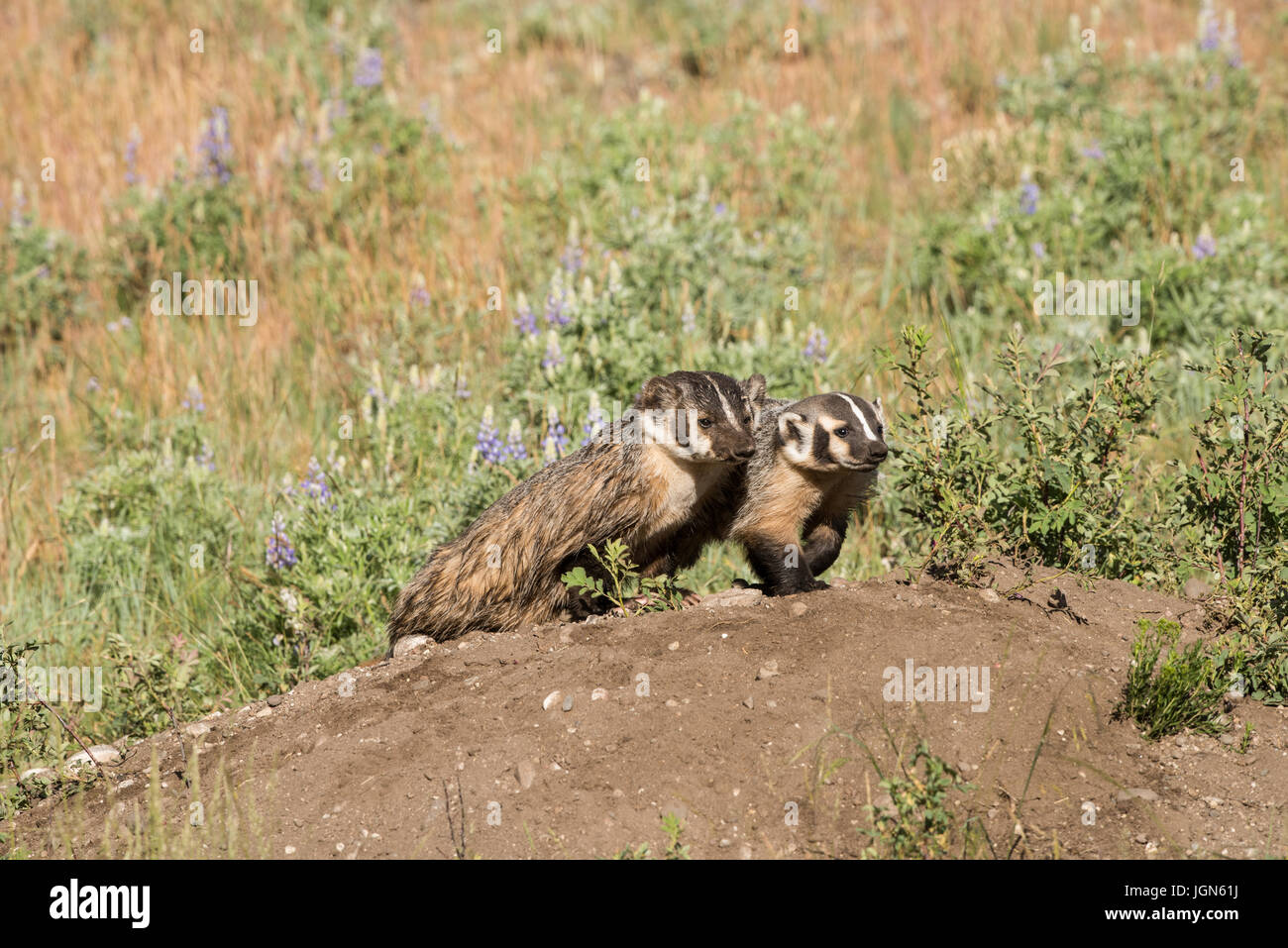 Nordamerikanischer Dachs, Yellowstone-Nationalpark Stockfoto