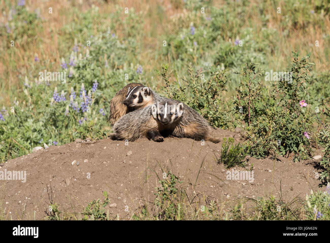 Nordamerikanischer Dachs, Yellowstone-Nationalpark Stockfoto