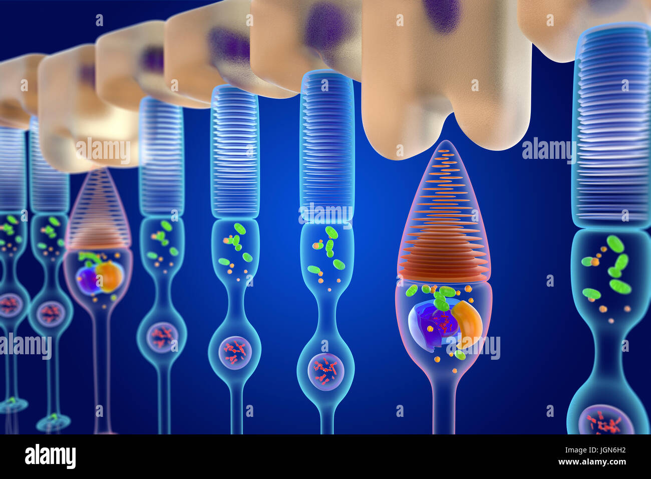 Abbildung der Stab (rot) und Kegel (blau) Sehzellen in der menschlichen Netzhaut. Ruten sind empfindlich auf monochromatisches Licht geringe während Kegel Farbe erkennen Stockfoto