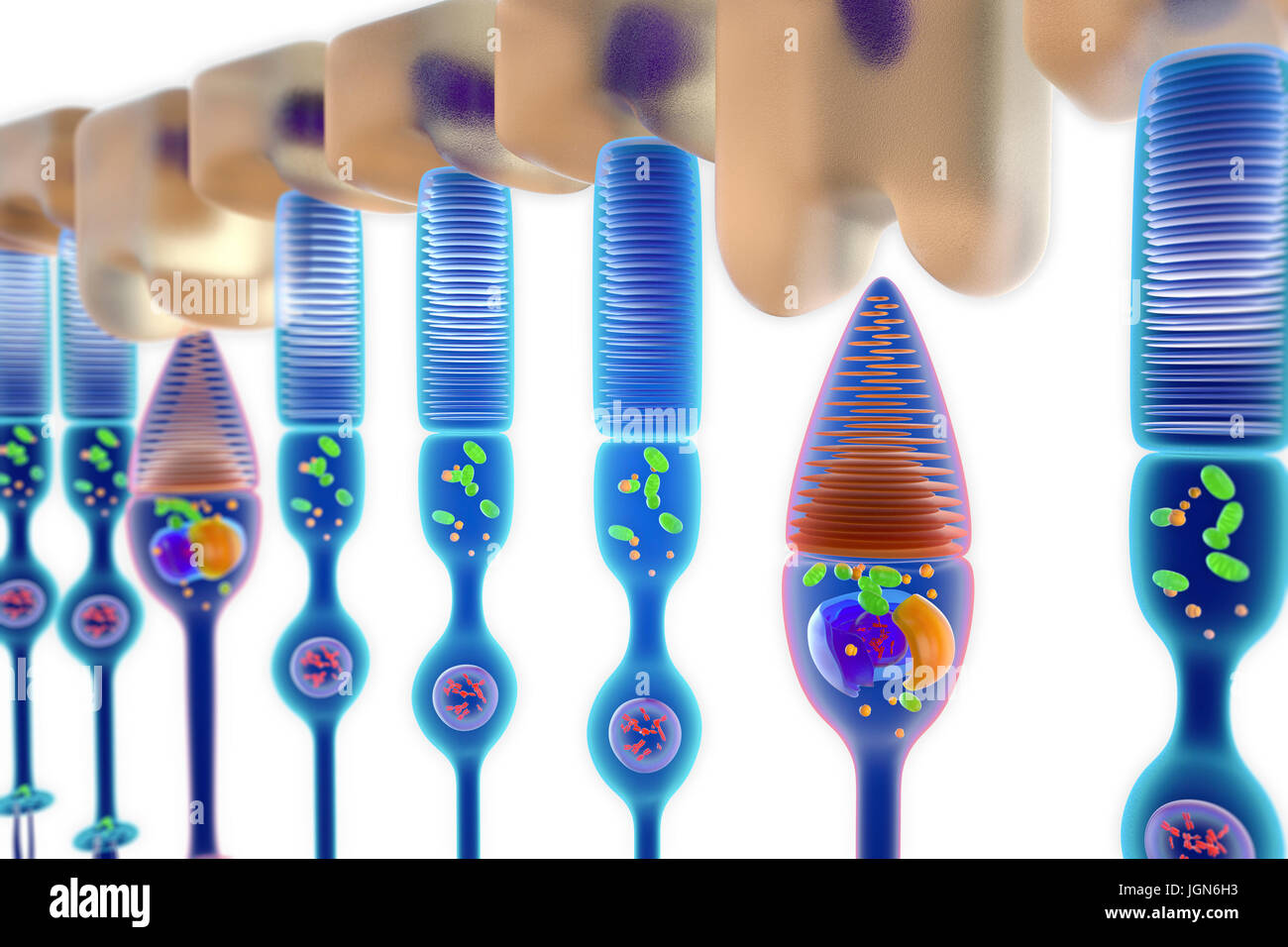Abbildung der Stab (rot) und Kegel (blau) Sehzellen in der menschlichen Netzhaut. Ruten sind empfindlich auf monochromatisches Licht geringe während Kegel Farbe erkennen Stockfoto