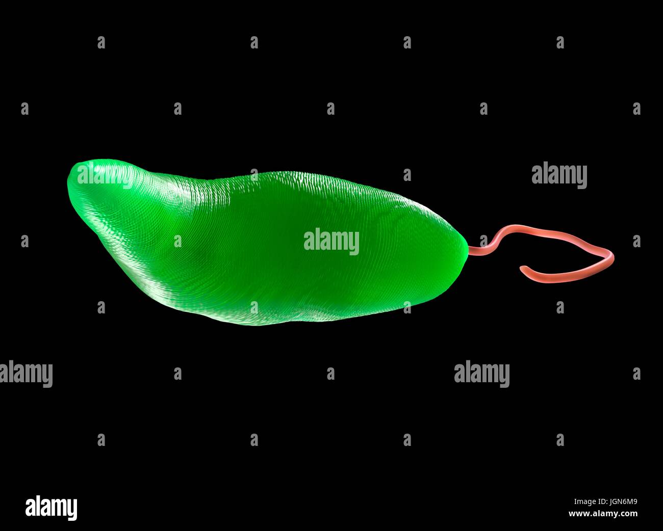 Euglena gracilis Fotos und Bildmaterial in hoher Auflösung Alamy