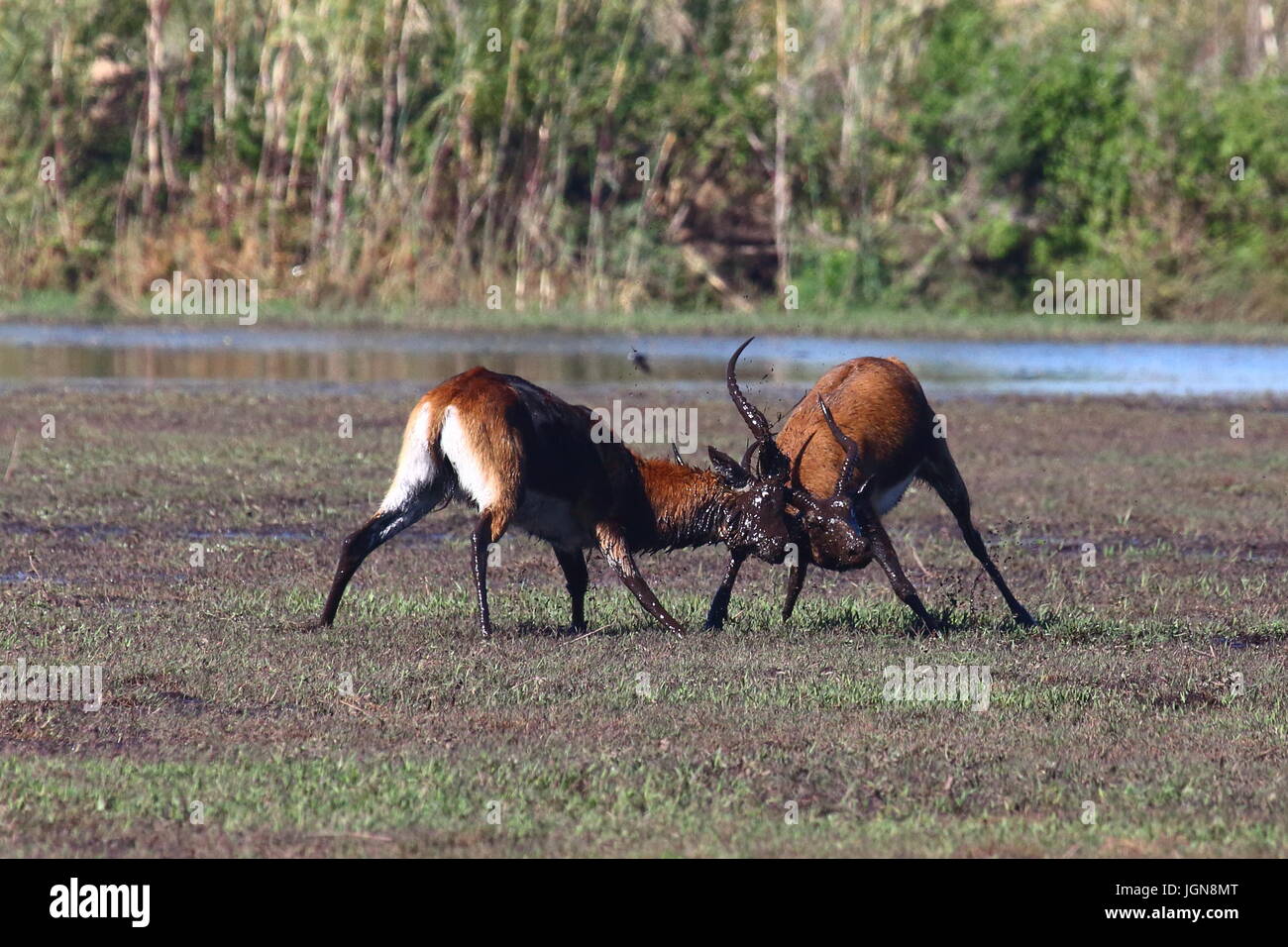 Black Lechwe Kobus Smithemanni, Bangweulu Feuchtgebiete, Sambia Stockfoto