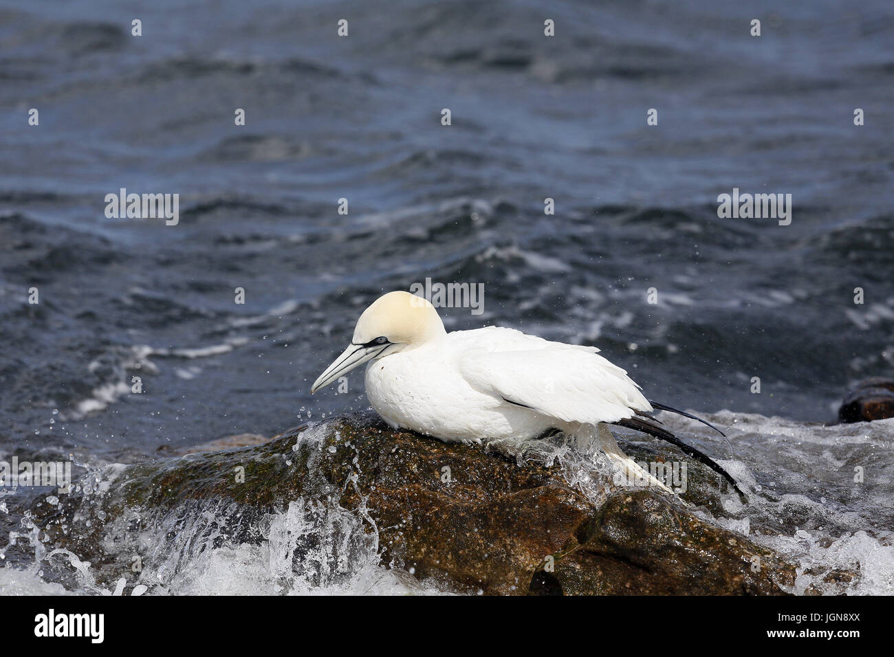 Nordatlantik Gannet, Morus bassana Stockfoto