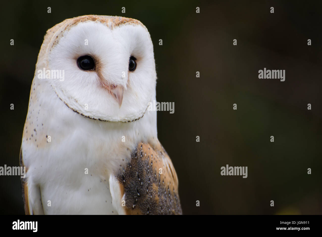 Schleiereule (tyto alba) - Cornwall, Großbritannien Stockfoto