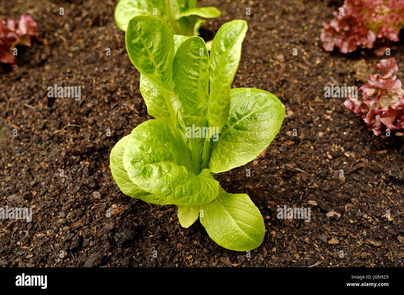Kopfsalat Pflanzen in Großbritannien Gemüsegarten Stockfoto