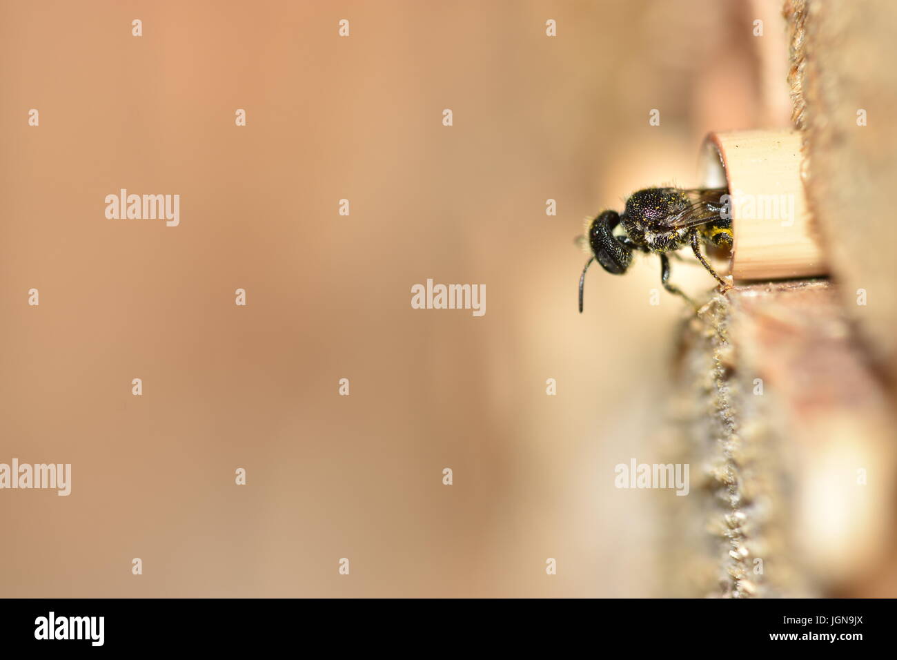 Einsame Harz Biene (Heriades Crenulatus) auf der Suche aus und verlassen das Nest in ein hohles Schilfrohr Stengel in ein Insektenhotel. Stockfoto